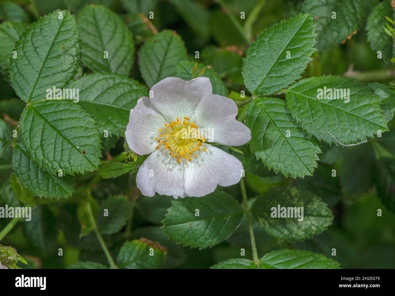 A dog-rose, Rosa corymbifera, in flower in Purbeck, Dorset Stock Photo ...