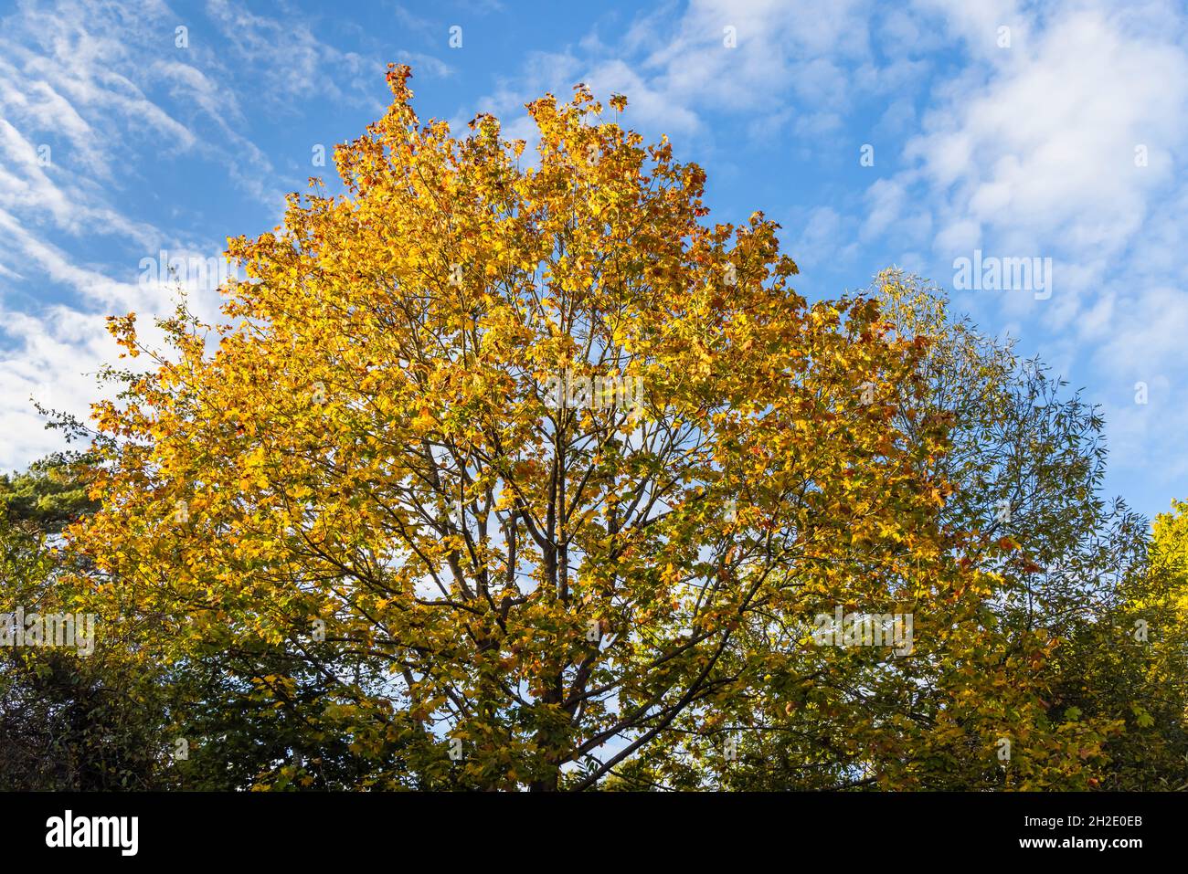 A sycamore (Acer pseudoplatanus) tree crown in golden yellow autumn colour leaves under a blue sky with clouds in autumn in Surrey, south-east England Stock Photo