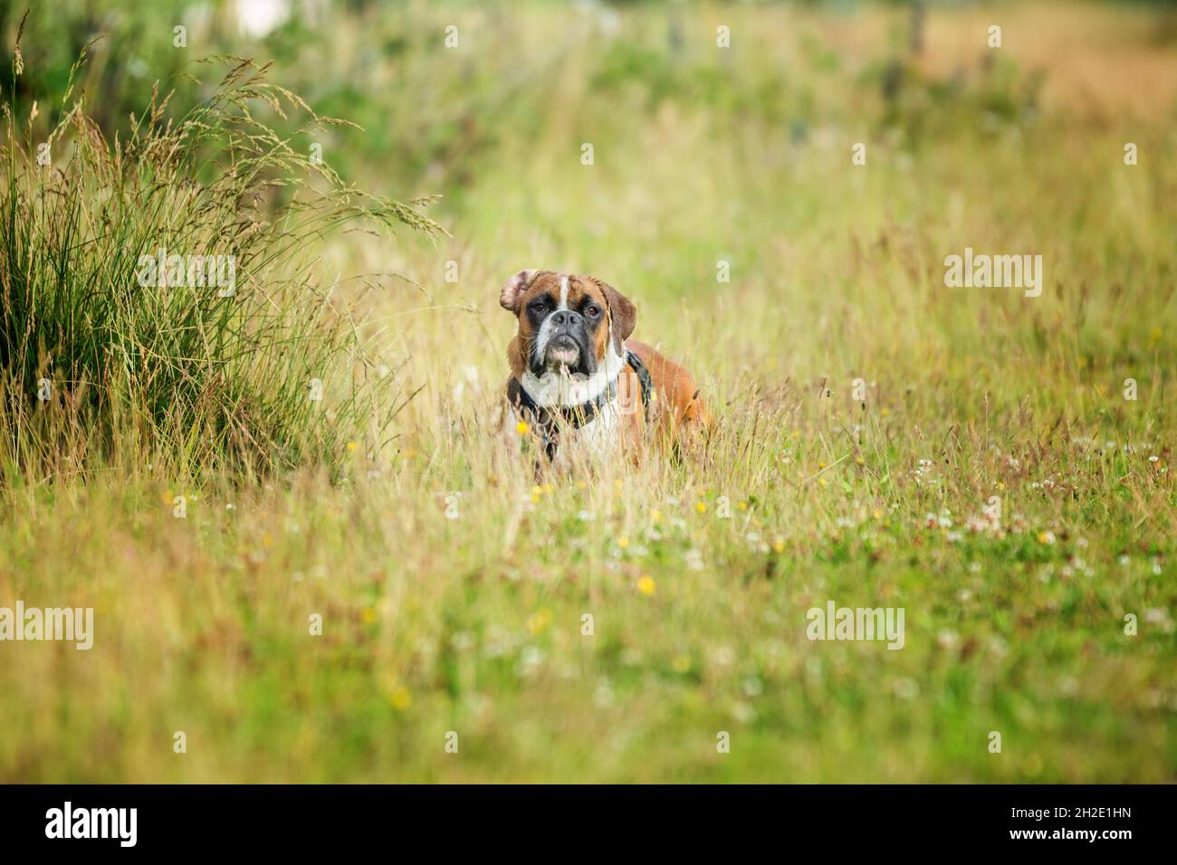Brown black white Boxer dog lying in grass looking at the photographer surrounds with blurred foreground and background in the center of the image Stock Photo