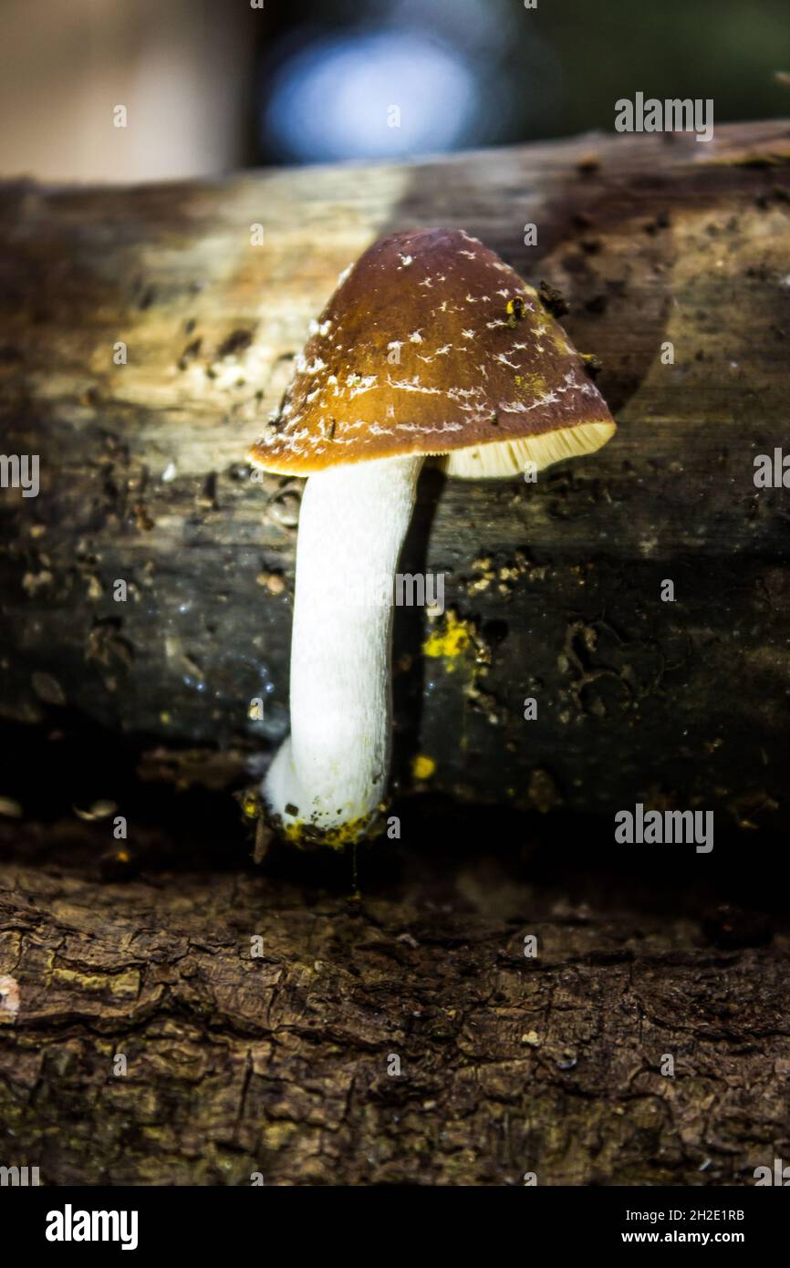 A poisonous mushroom, most likely a Panther Cap, growing next to a dead log Stock Photo