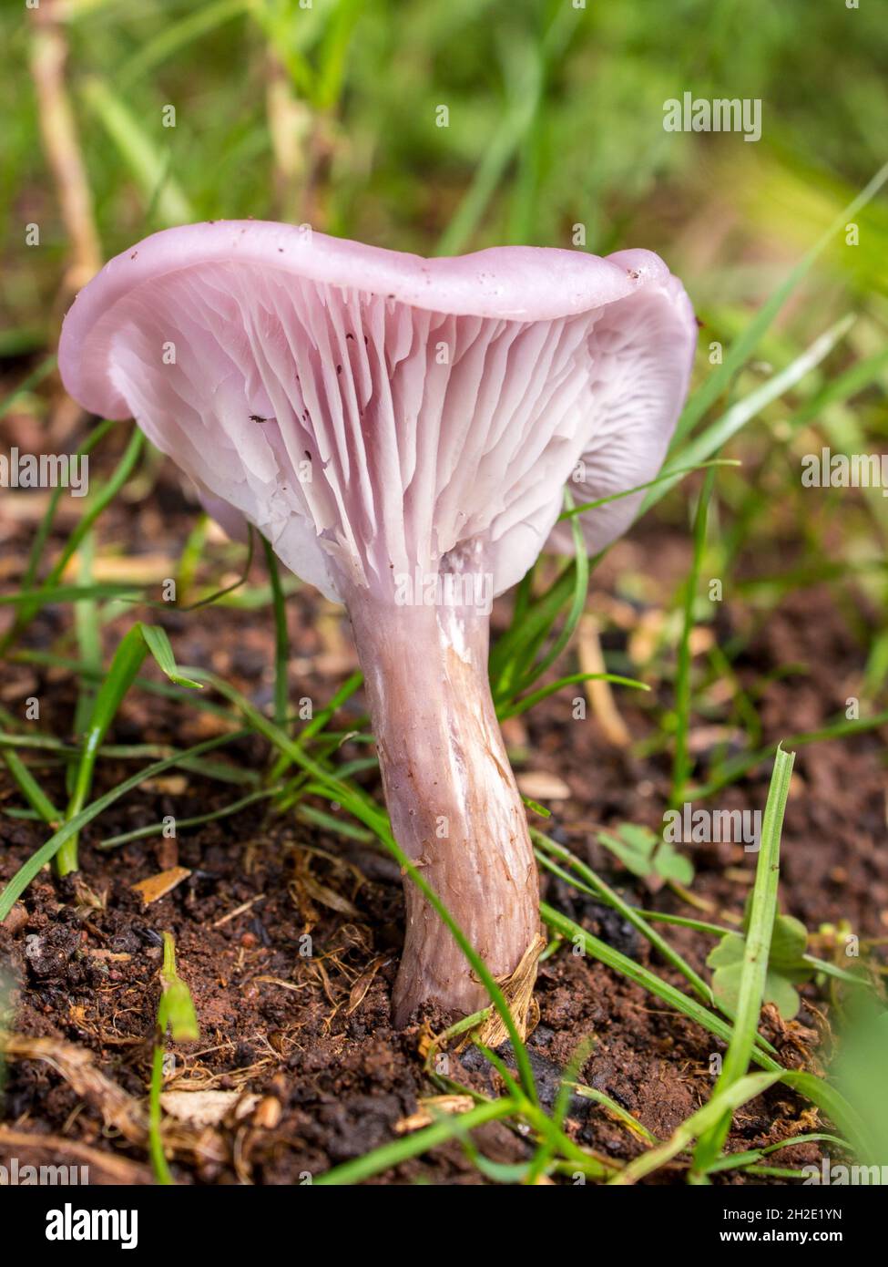 A Pinkish wild funnel shaped mushroom growing on a lawn. Stock Photo