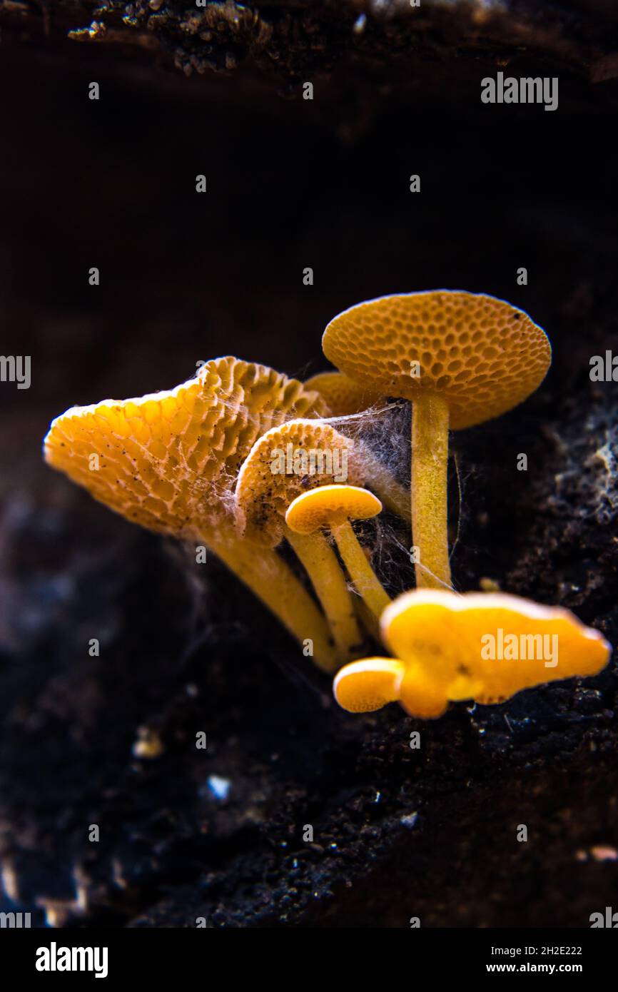 A Bright Orange Honeycomb mushroom, Laschia Thwaitesii, viewed from ...