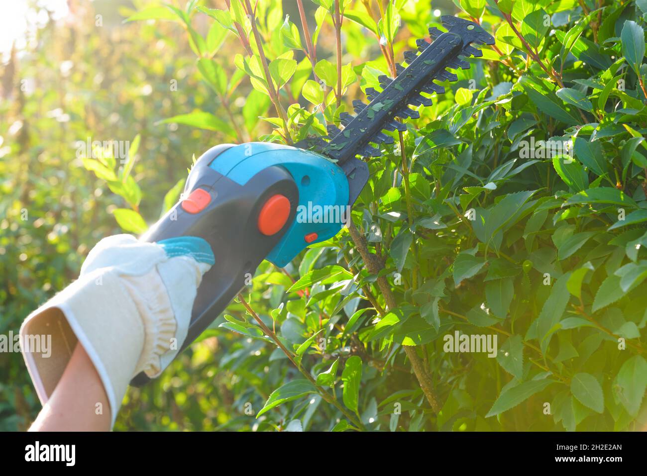 Hands with garden battery shears cutting a hedge Stock Photo