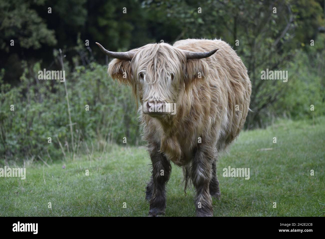 Highland Cow Facing Camera, on a Nature Reserve in Staffordshire, UK in October Stock Photo