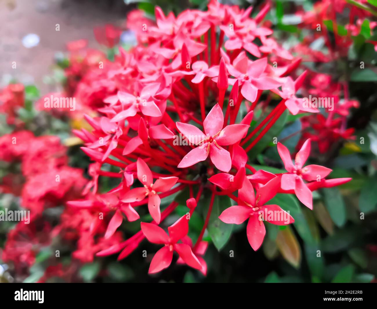 Closeup Image Of Indian Red Ixora Flower Or Indian Jasmine. Selective Focus Stock Photo