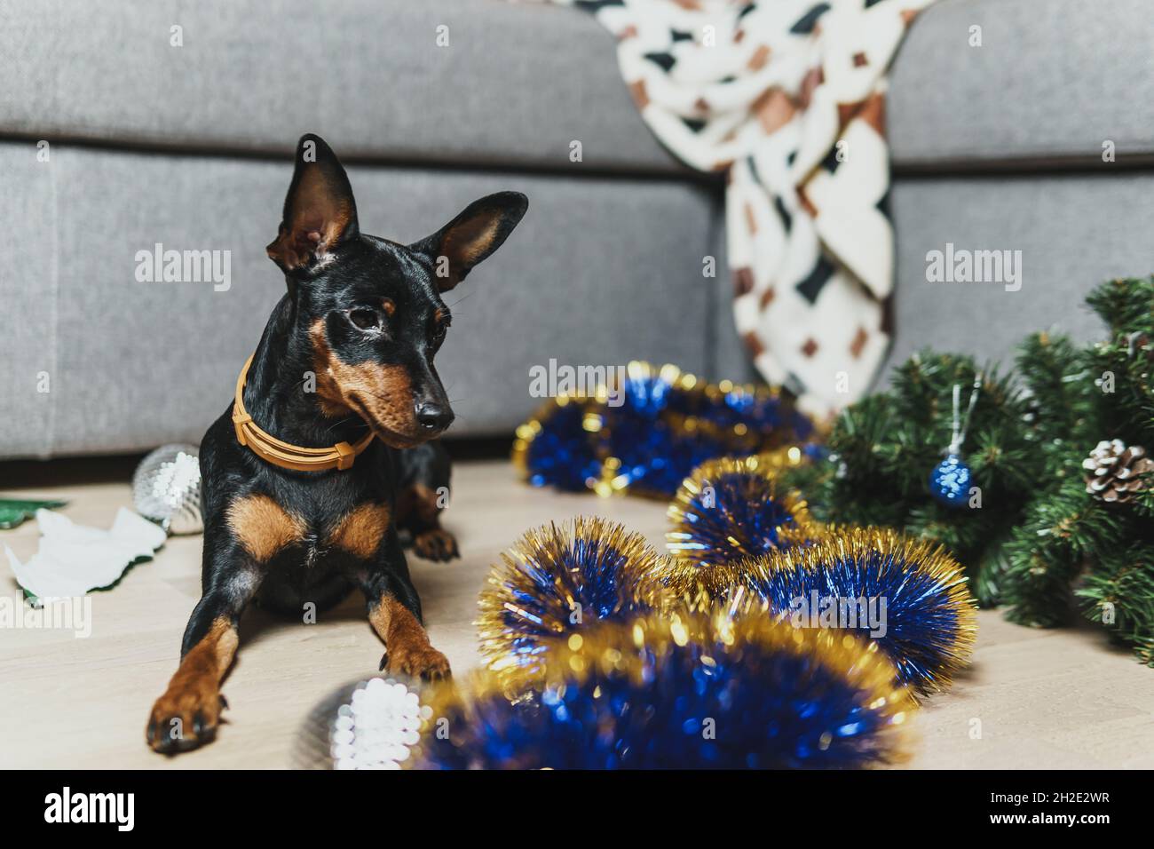 Funny dog miniature pinscher made a mess in the room and play with Christmas tree. Puppy at home alone. Lonely pets concept Stock Photo