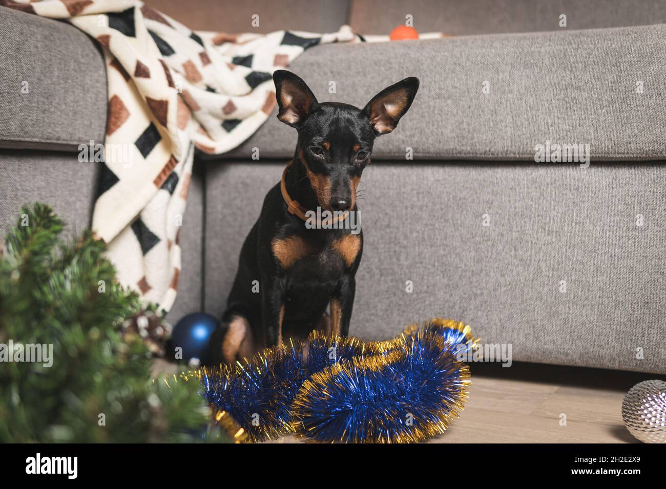 Funny dog miniature pinscher made a mess in the room and play with Christmas tree. Puppy at home alone. Lonely pets concept Stock Photo
