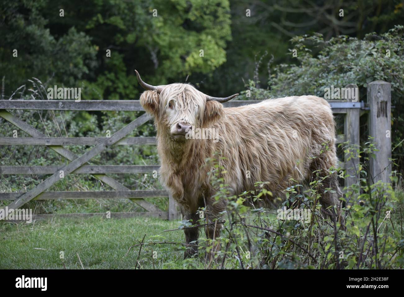 Left-Profile Close-Up Image of a Highland Cow, Facing Camera, on a Nature Reserve in Staffordshire, UK, in Autumn Stock Photo