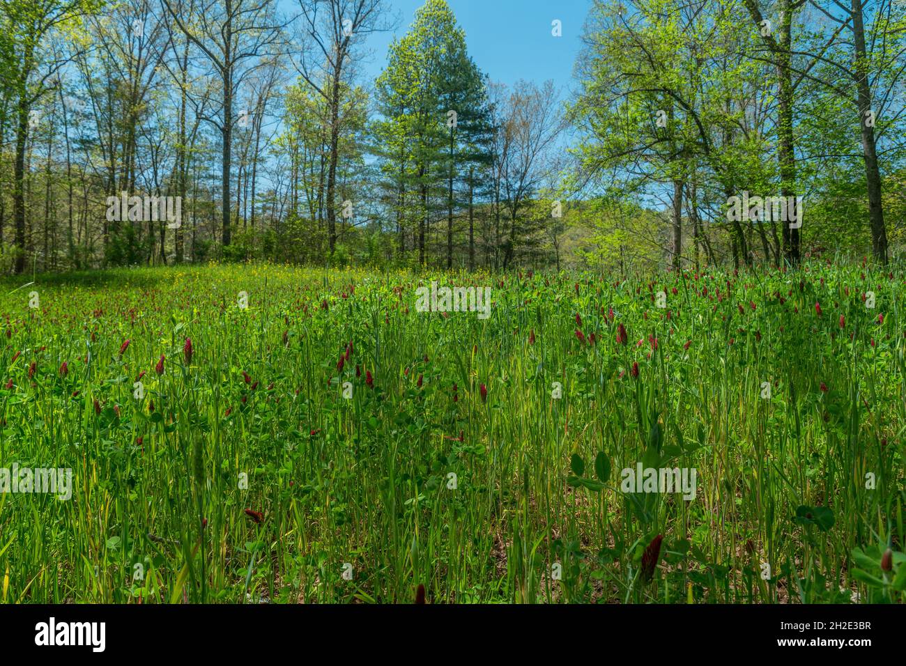 Closeup view of bright color crimson clover blooming in a field mixed with tall grasses with the woodlands in the background in early spring Stock Photo