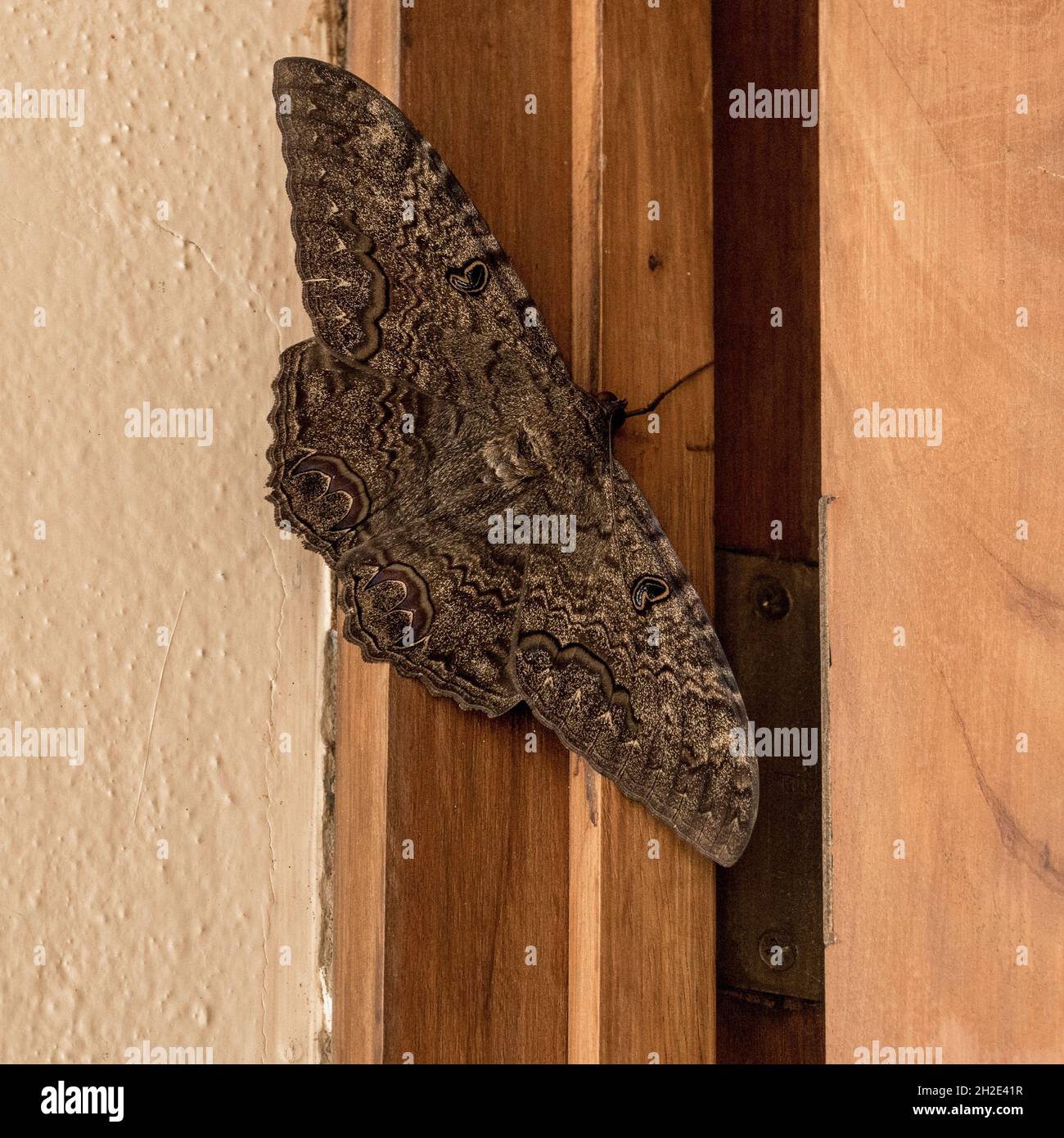 Closeup shot of a moth sitting between the door of the room Stock Photo