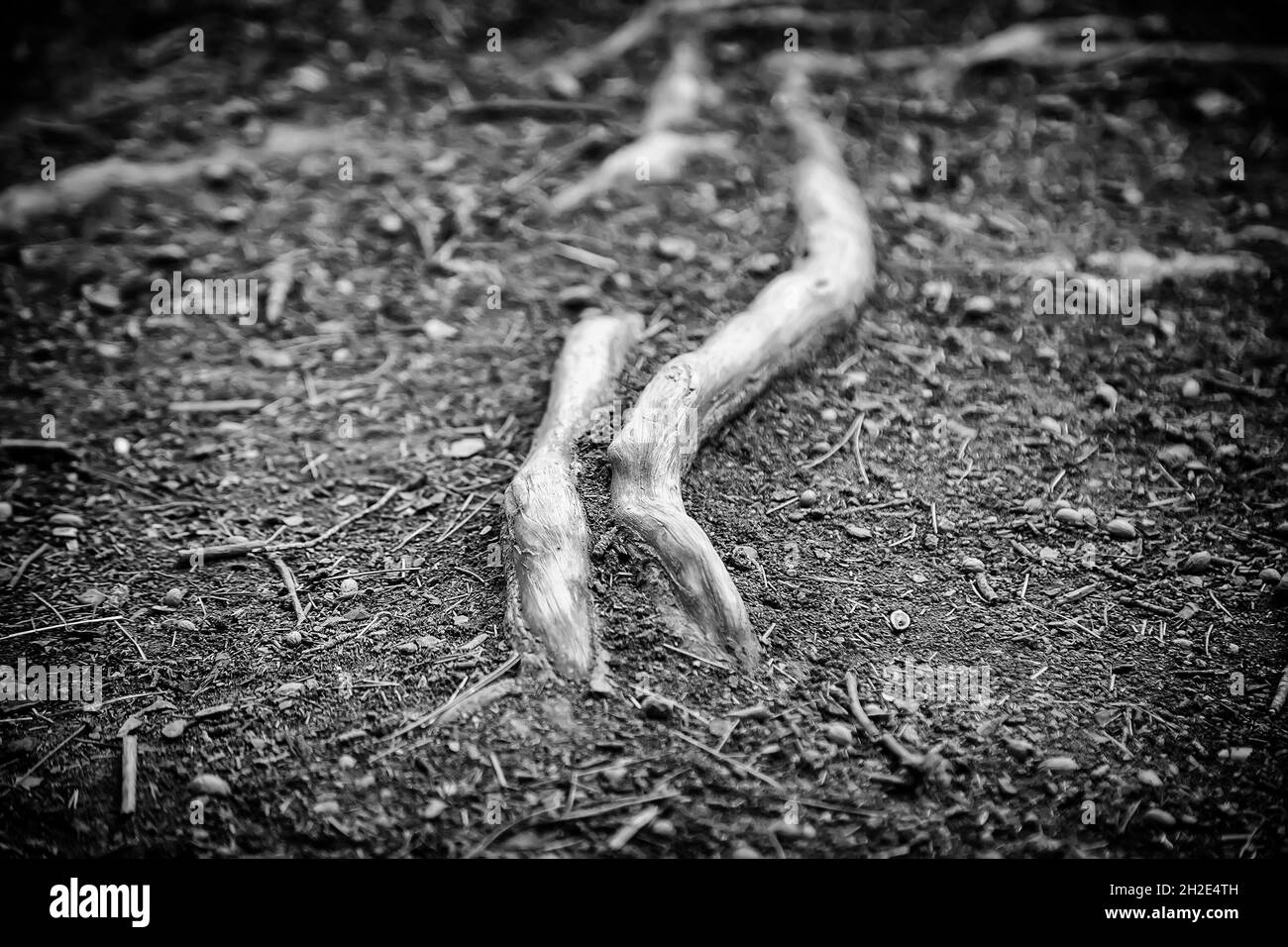 Root system of large tree Black and White Stock Photos & Images - Alamy