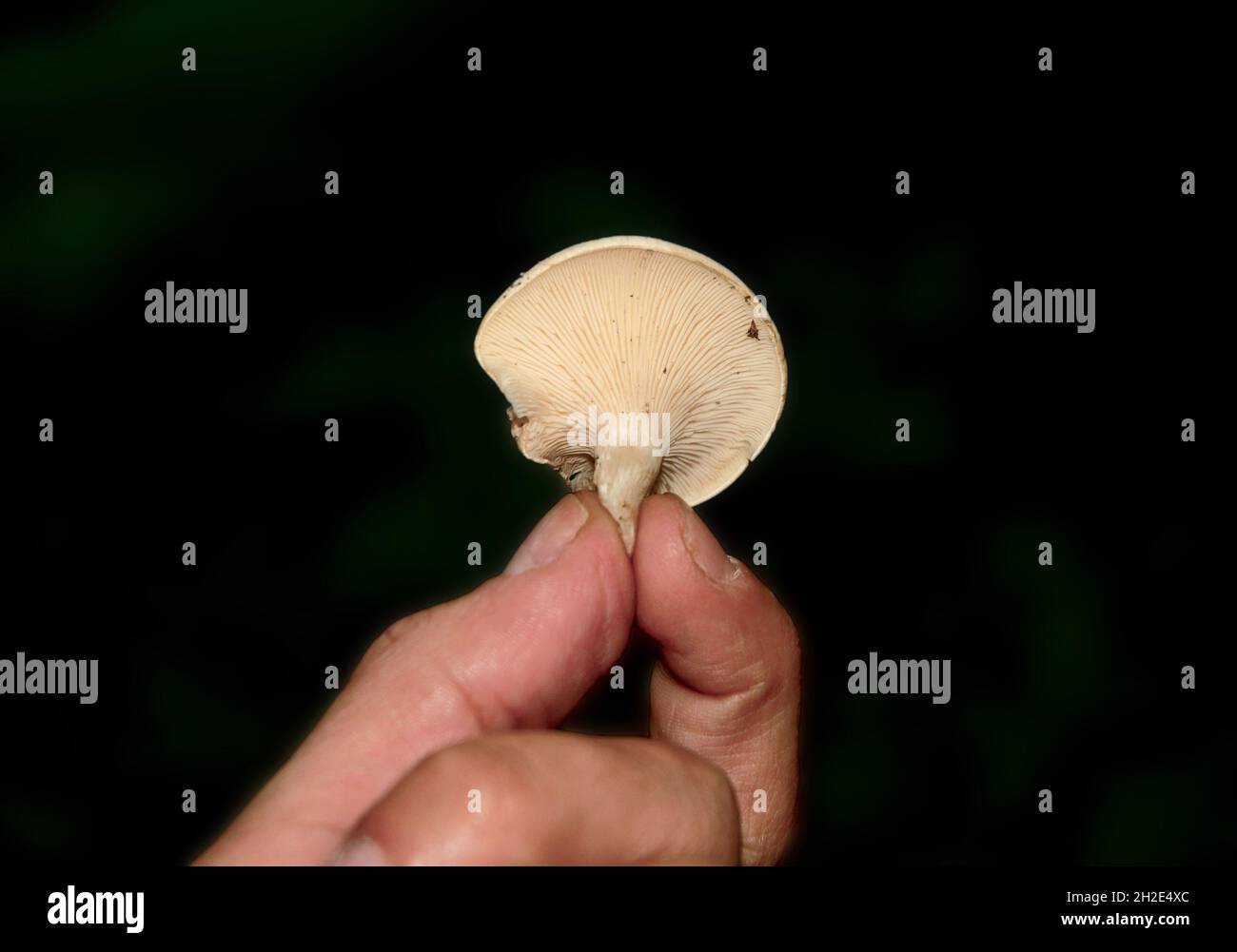 Close-up shot of a hand holding a mushroom Hygrophorus penarius. Stock Photo