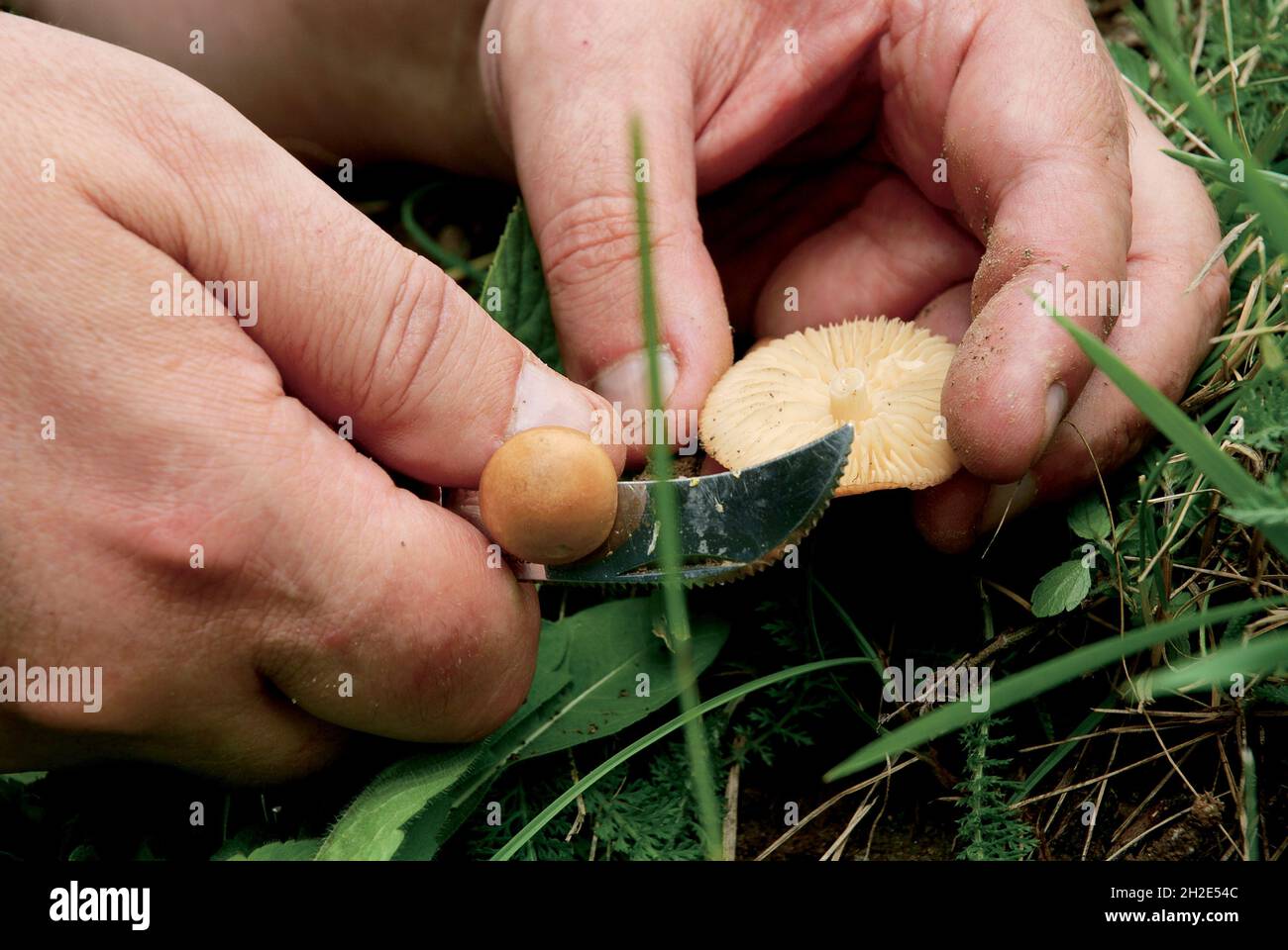 Close-up shot of Marasmius oreades mushrooms in the forest. Stock Photo