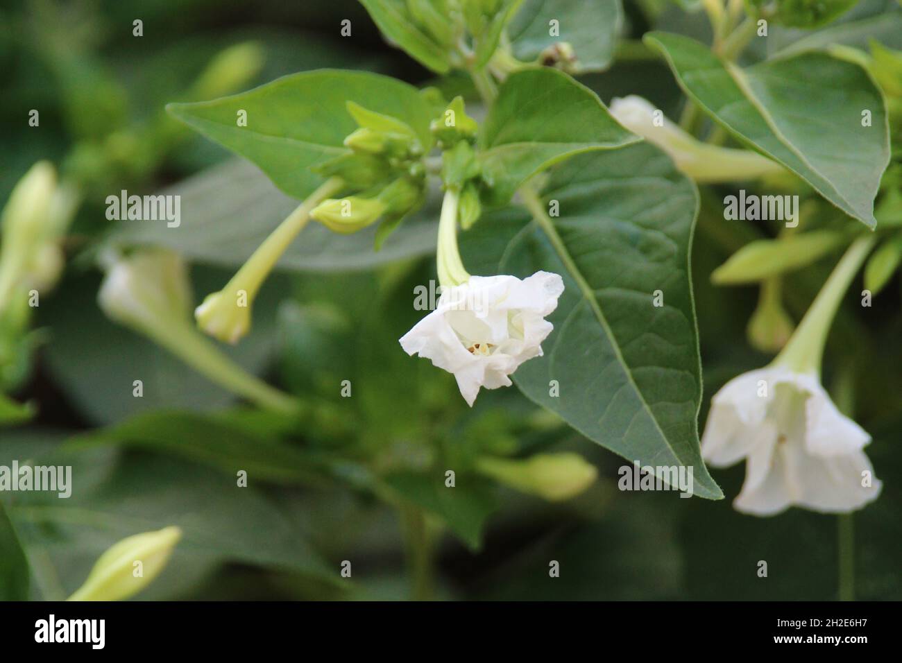 Closeup shot of a Sweet Four o'clock (Mirabilis longiflora) plant in a nice garden Stock Photo