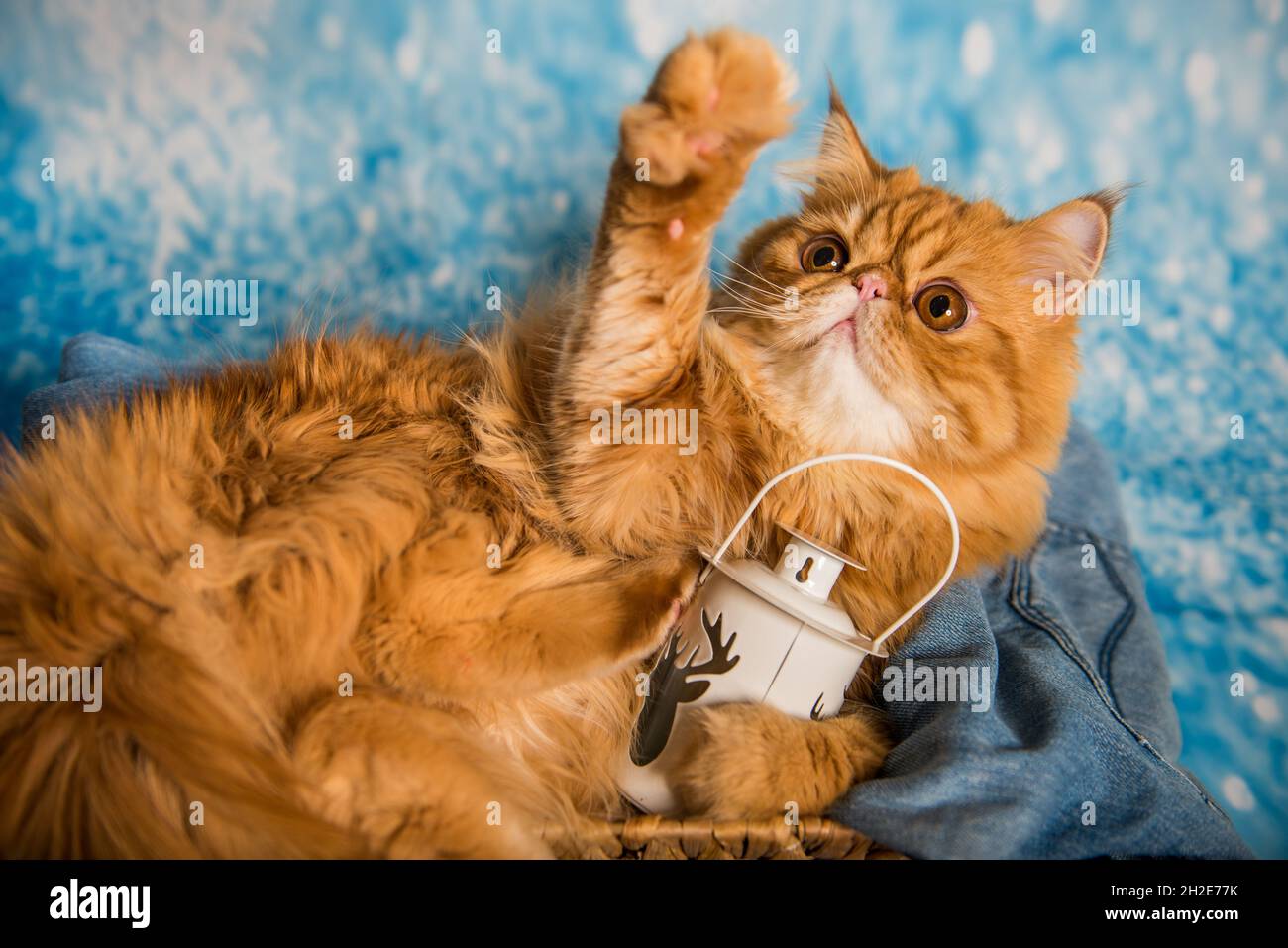 Red Persian cat with lantern on Christmas Stock Photo