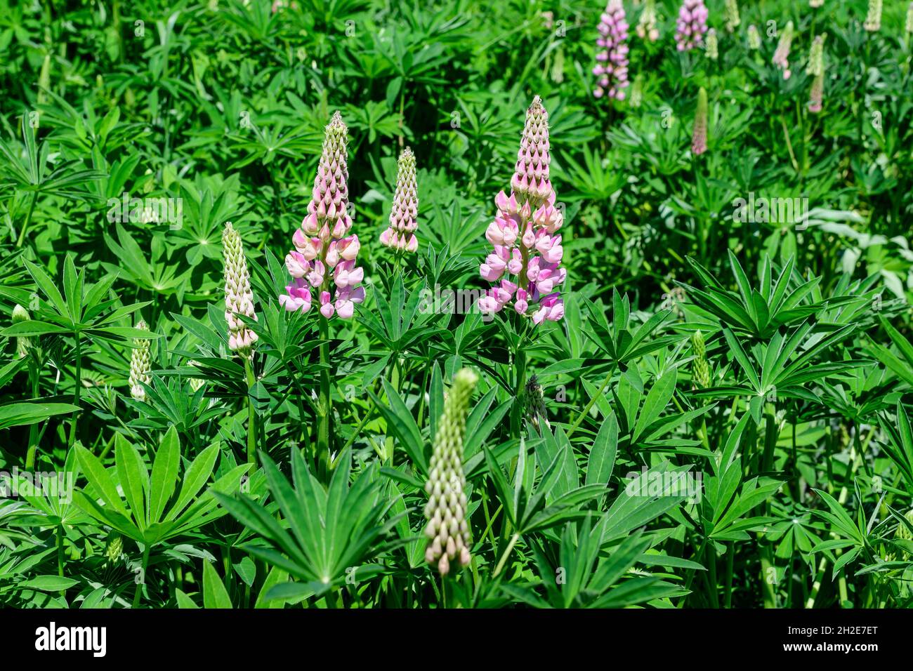 Close up of pink flowers of Lupinus, commonly known as lupin or lupine, in full bloom and green grass in a sunny spring garden, beautiful outdoor flor Stock Photo