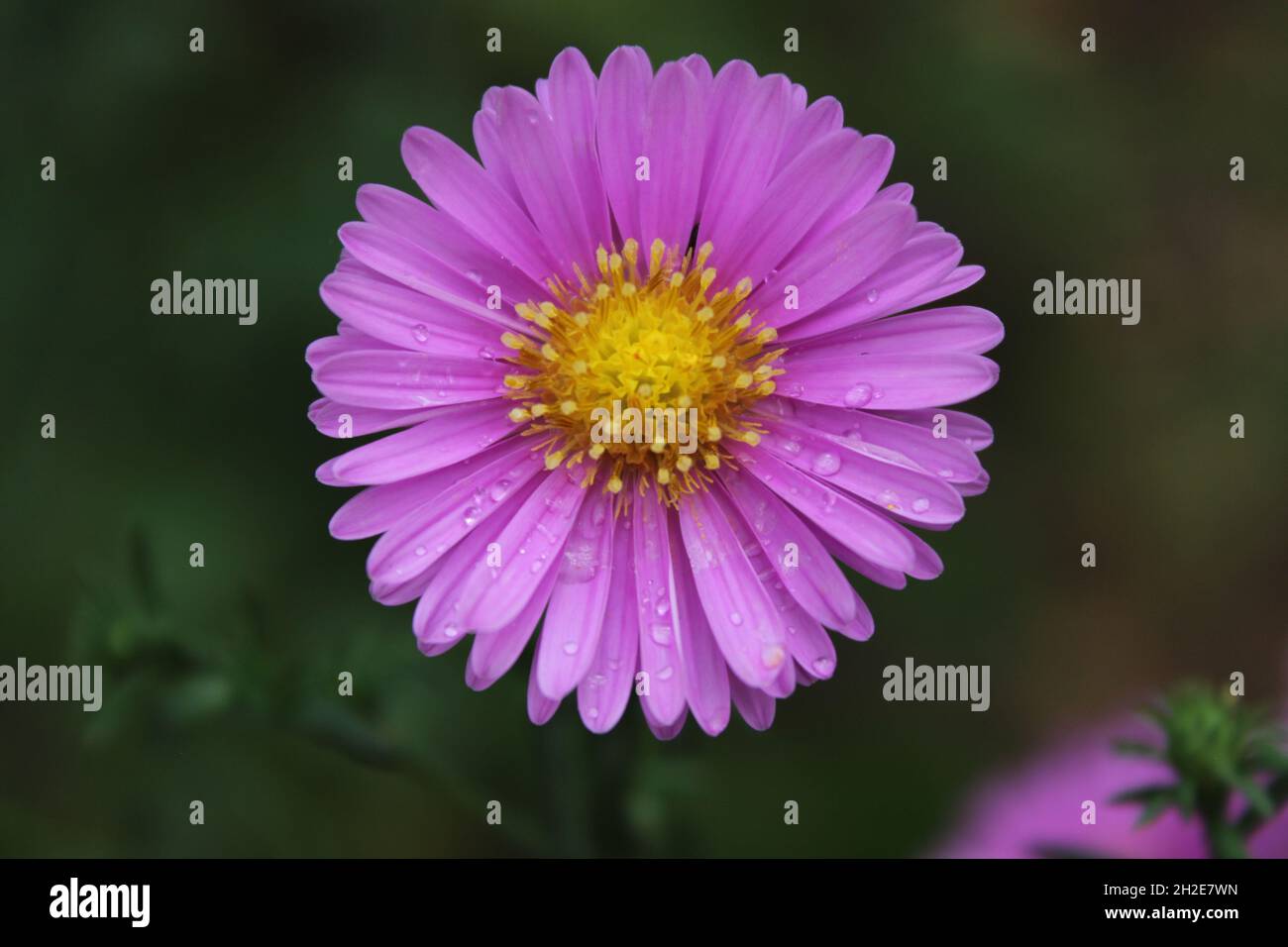 Purple new england asters wild hi-res stock photography and images - Alamy