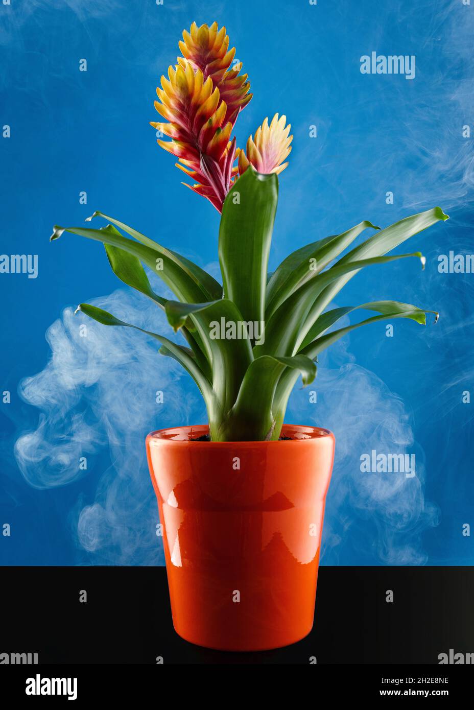 Potted Vriesea Bromelia Standard flower in full bloom shot against a beautiful blue background with smoke floating around. Studio shot Stock Photo