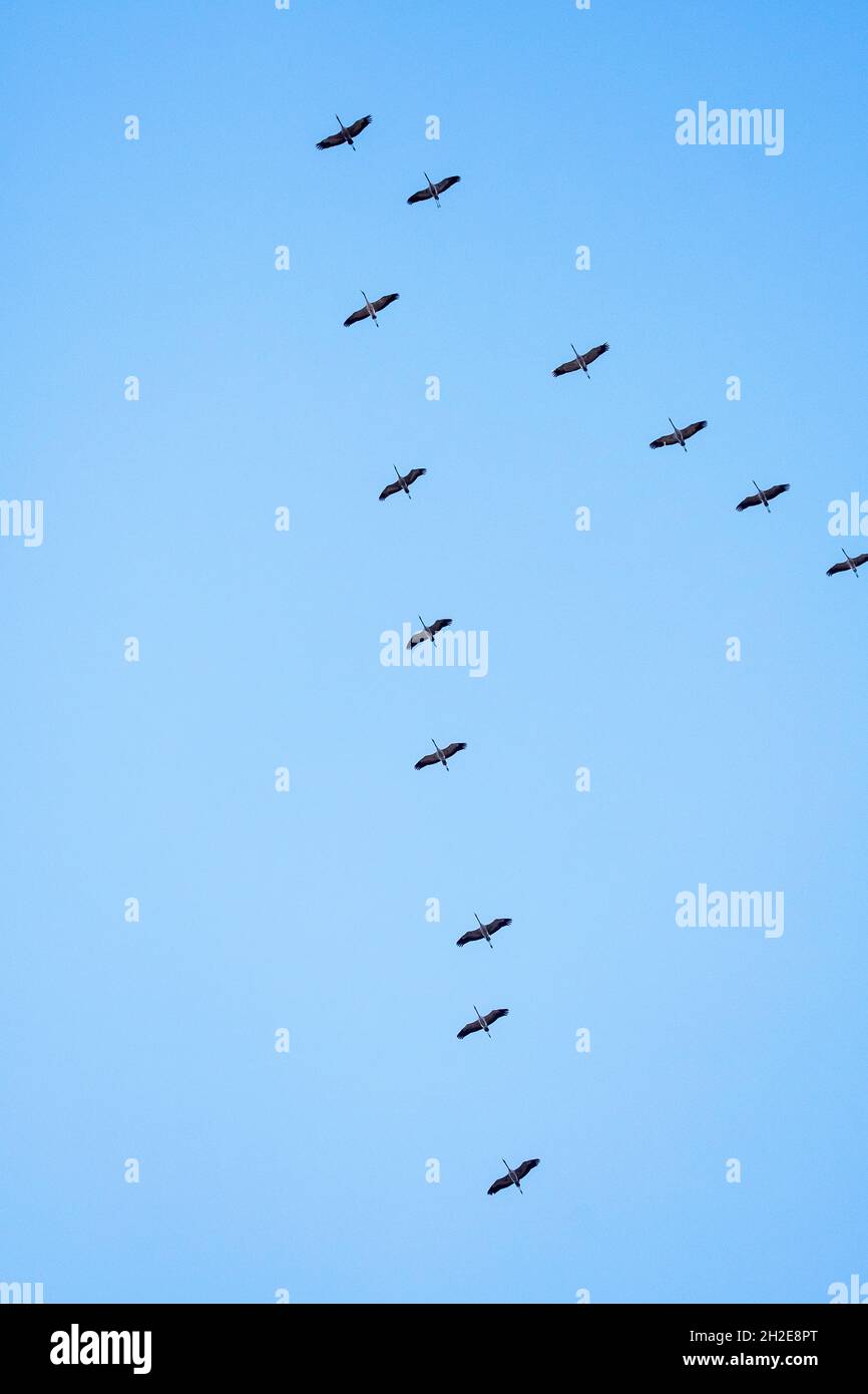 flying cranes in V-formation in blue sky Stock Photo