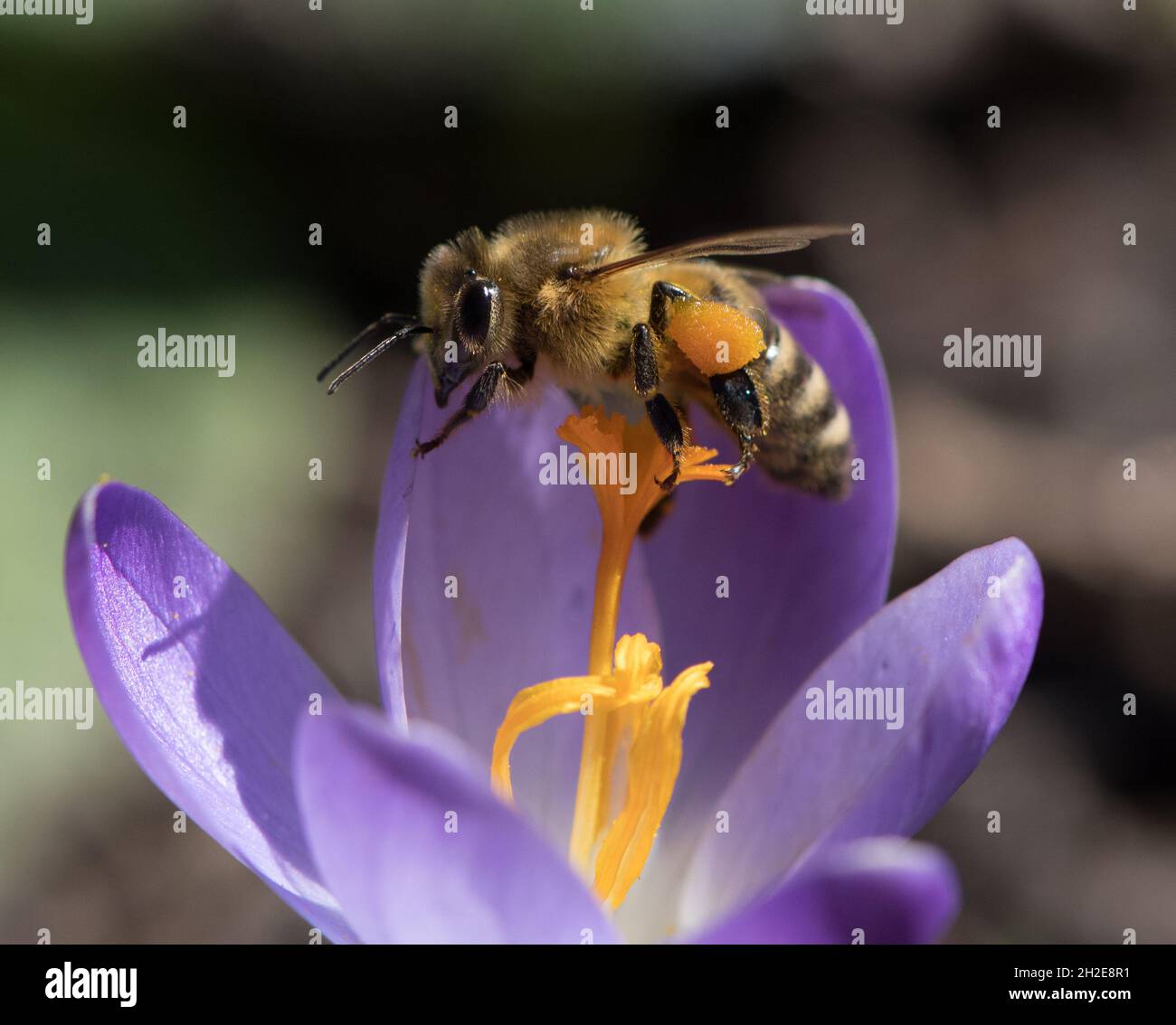 bee balancing on the stamen of a violet crocus blossom - macro shot Stock Photo