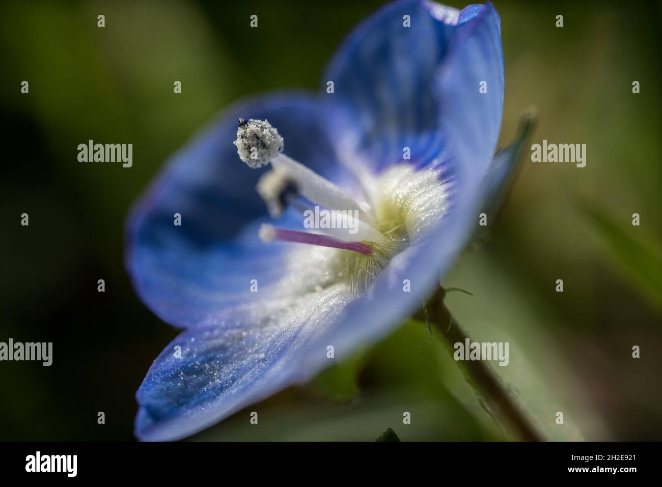 macro image of little blue blossom with stamen Stock Photo