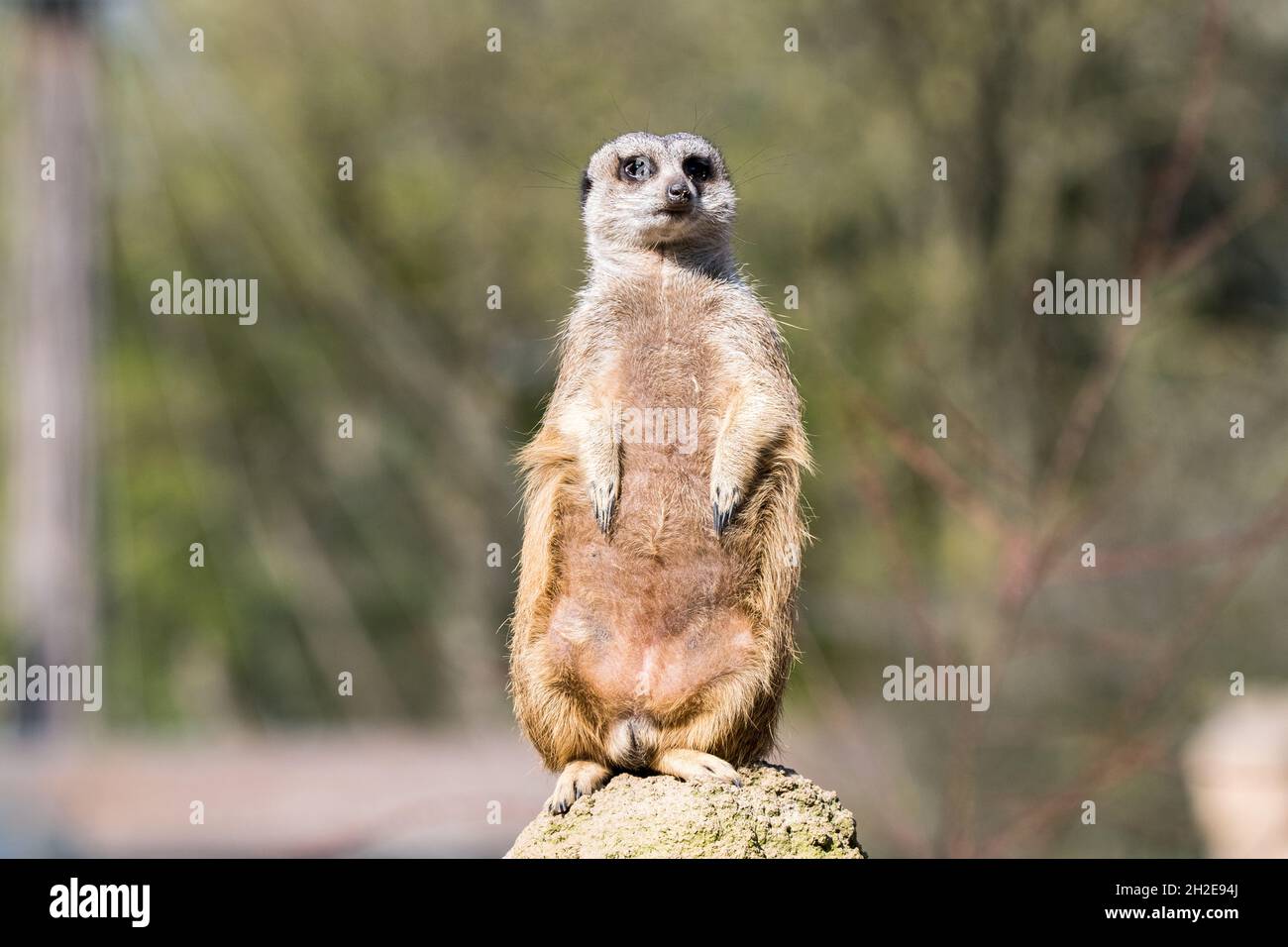 standing up suricate on a stone looking alert for danger Stock Photo