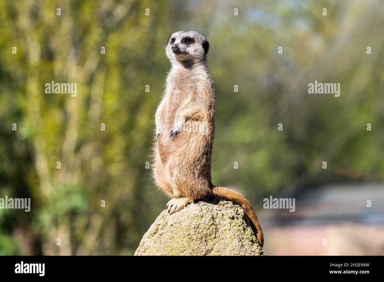 standing up suricate on a stone looking alert for danger Stock Photo