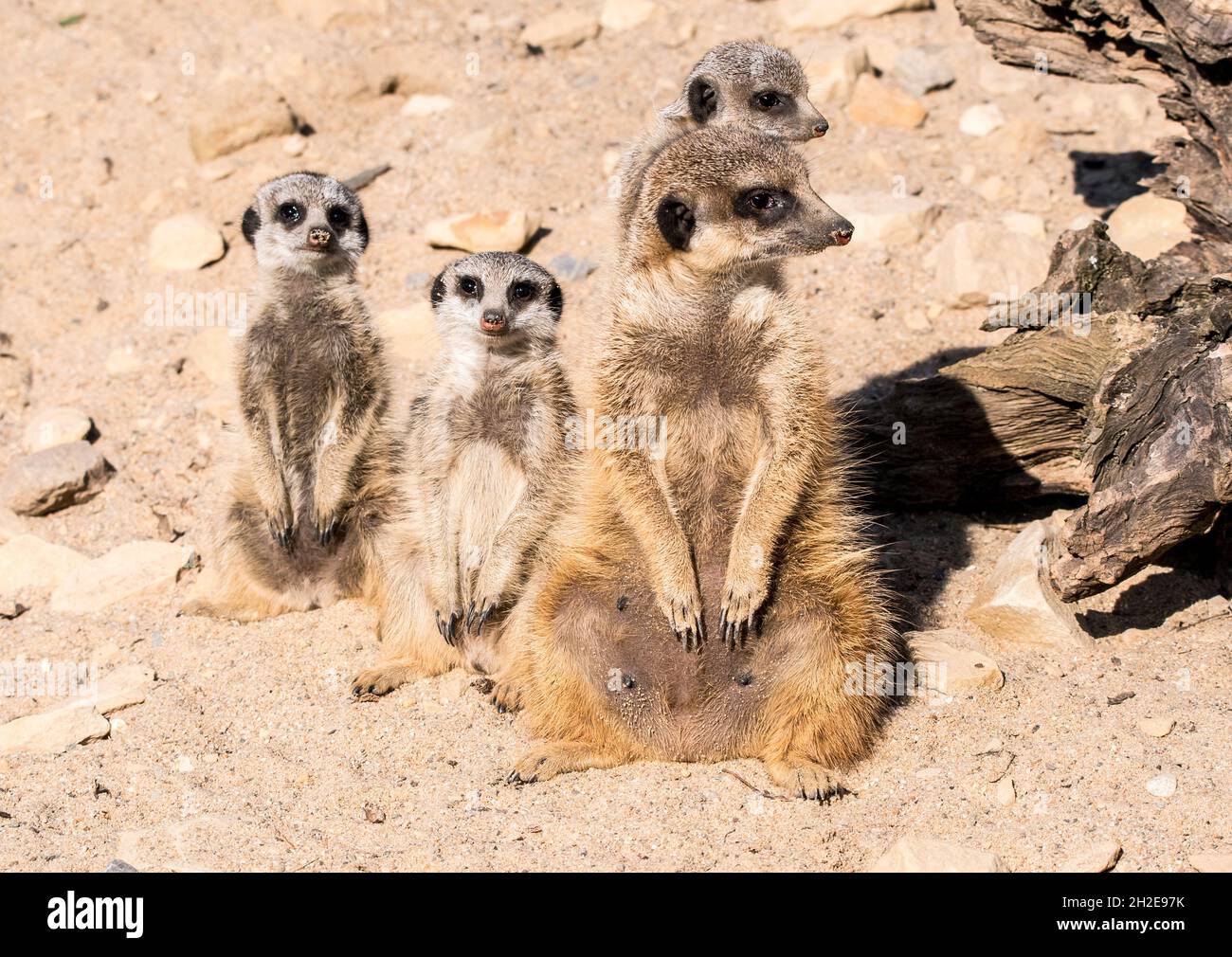 mother and children suricate standing up and looking alert Stock Photo