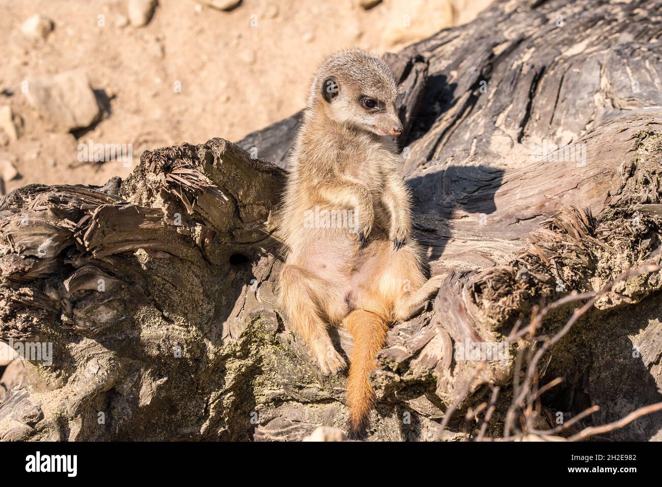 suricate sitting on a tree root Stock Photo
