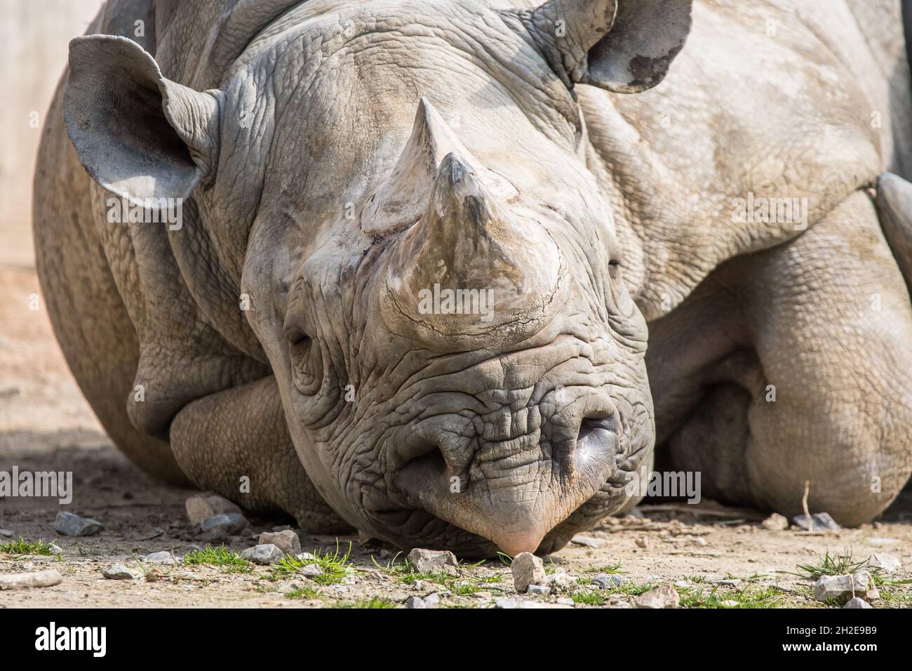 lazy looking rhinoceros laying on the ground Stock Photo
