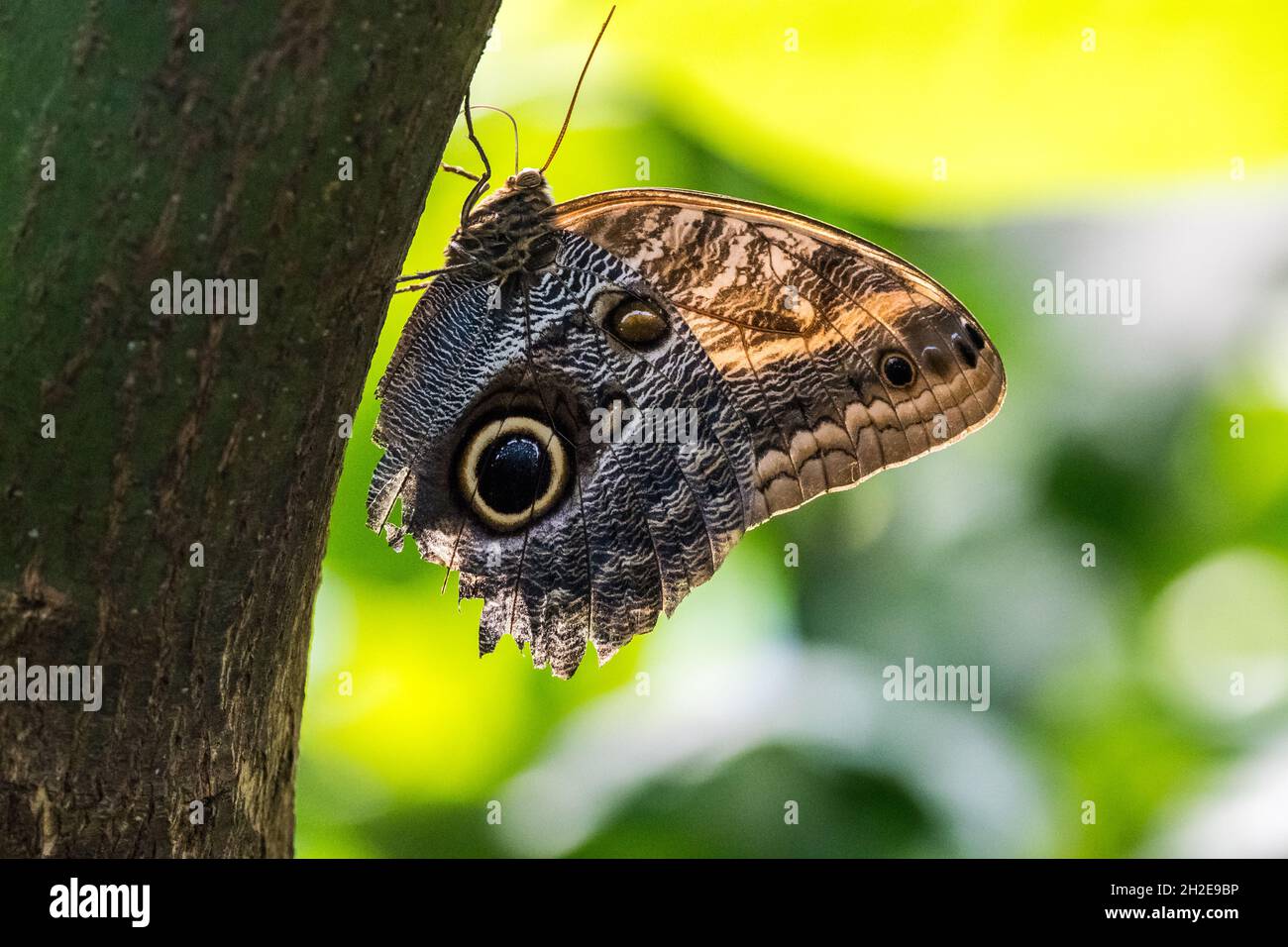 big bright owlet monarch butterfly hanging on a tree Stock Photo