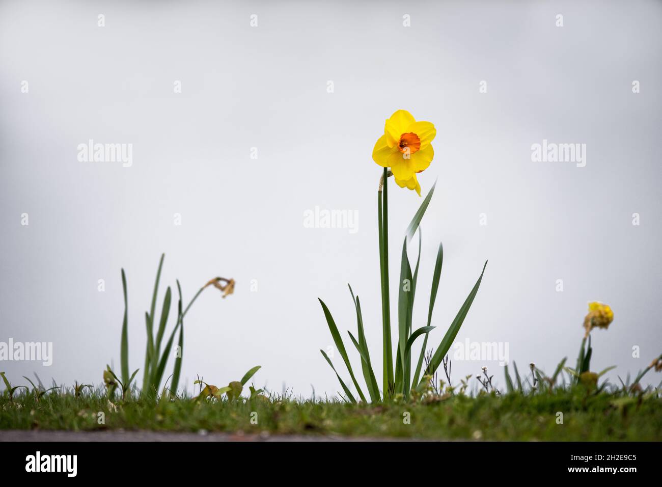 single yellow narcissus flower standing on grass in light sky Stock Photo