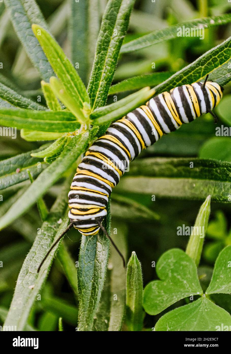 Closeup of Monarch caterpillar (Danaus plexippus) feeding on milkweed leaves. Stock Photo