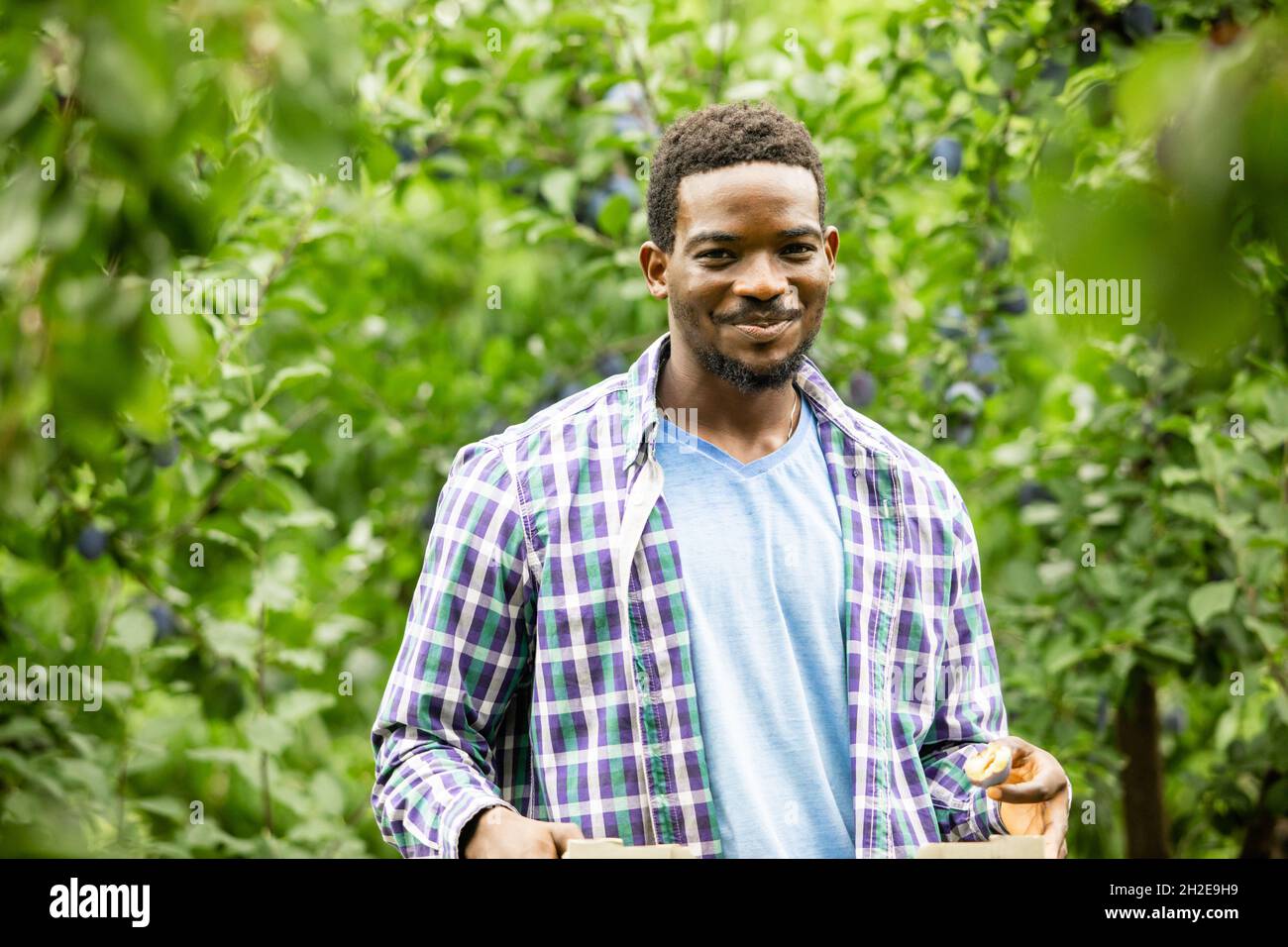 Satisfied farmer holding wooden box with crop Stock Photo - Alamy