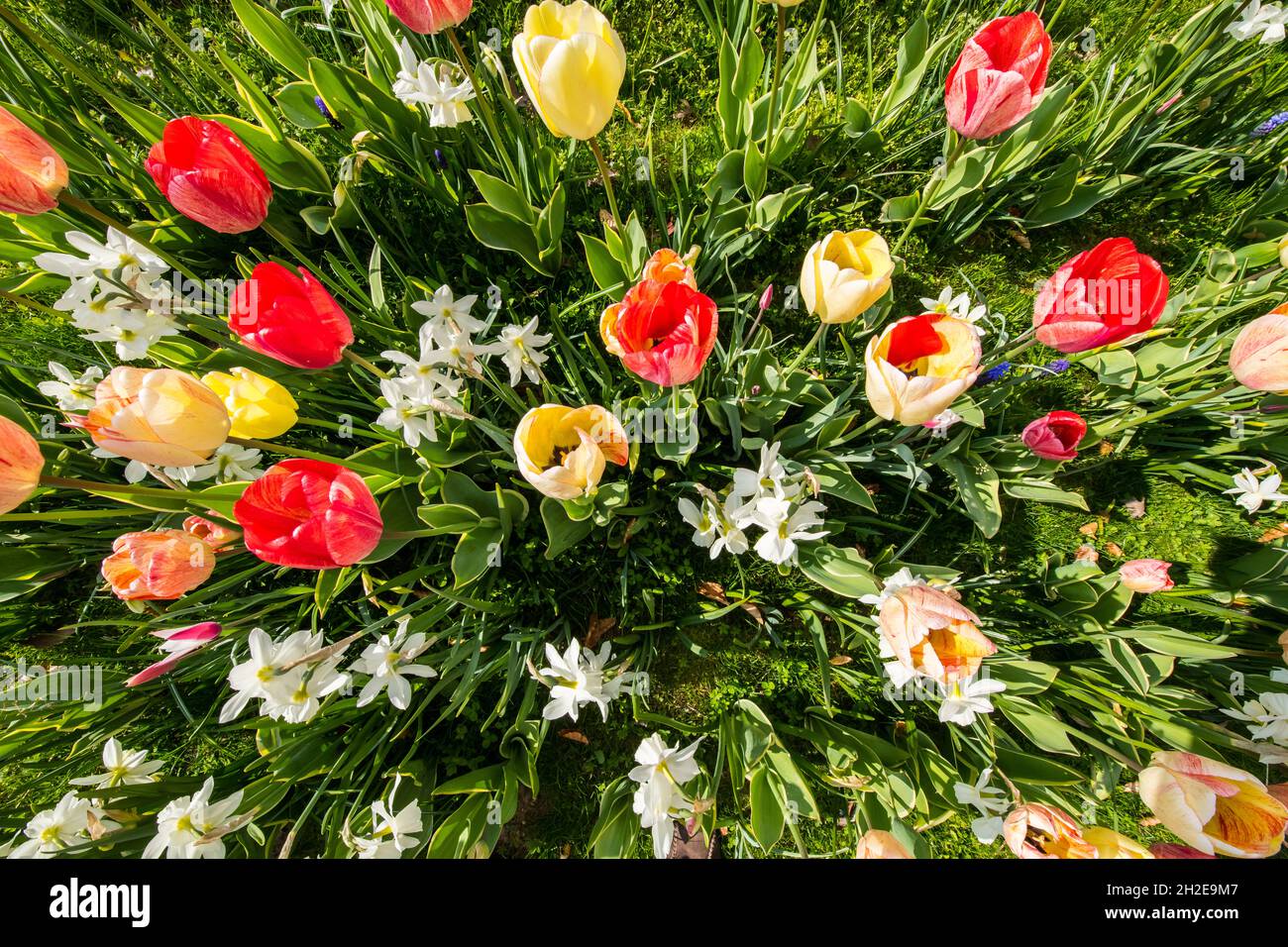 Colorful bright flowers hi-res stock photography and images - Alamy