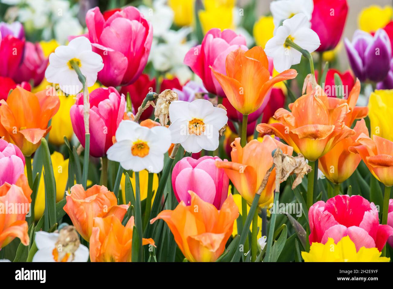 background of many bright vibrant multicolored flowers Stock Photo