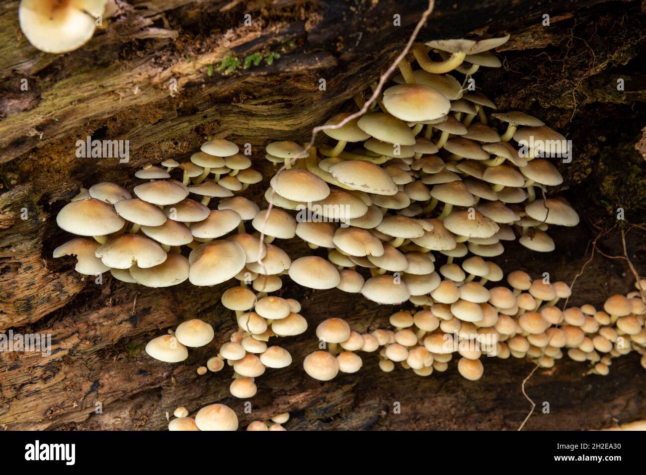 Close up of wild mushrooms growing on a log in a forest Stock Photo - Alamy