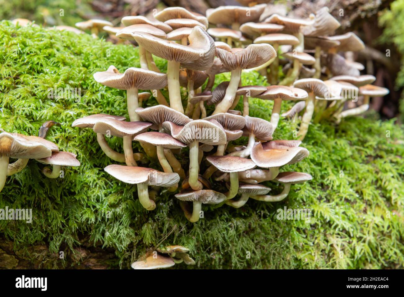 Close up of wild mushrooms growing on a log in a forest Stock Photo - Alamy