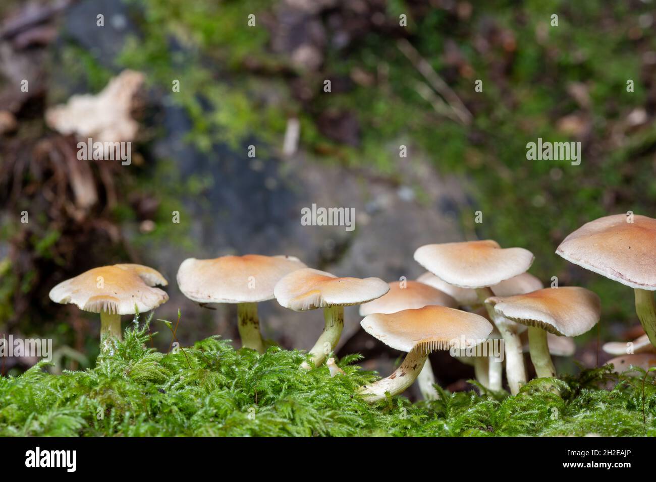 Close up of wild mushrooms growing on a log in a forest Stock Photo - Alamy