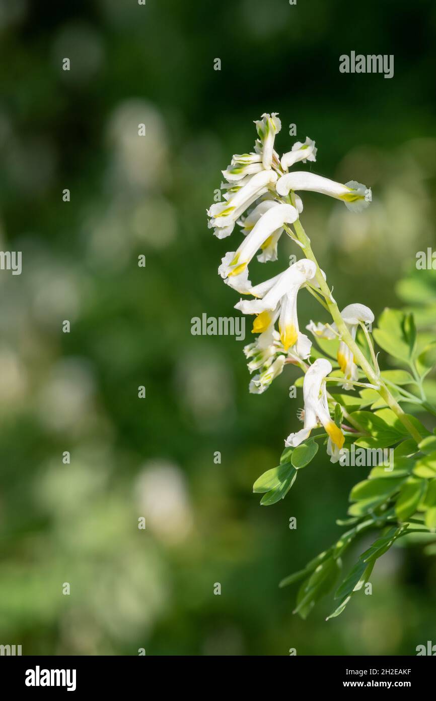 Close up of pale corydalis (pseudofumaria alba) flowers in bloom Stock Photo