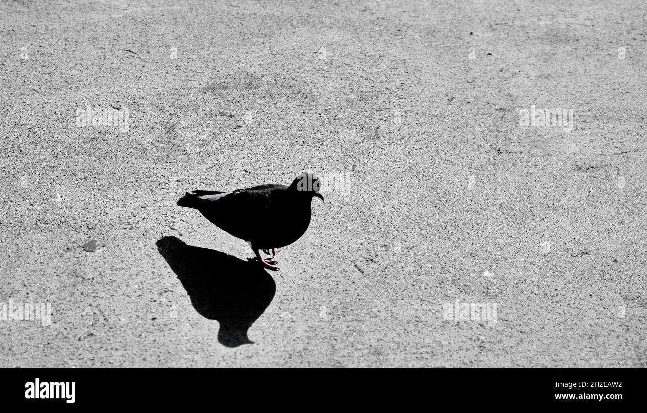 Black and white photo of single dove or pigeon and its shadows on the concrete ground in istanbul Stock Photo