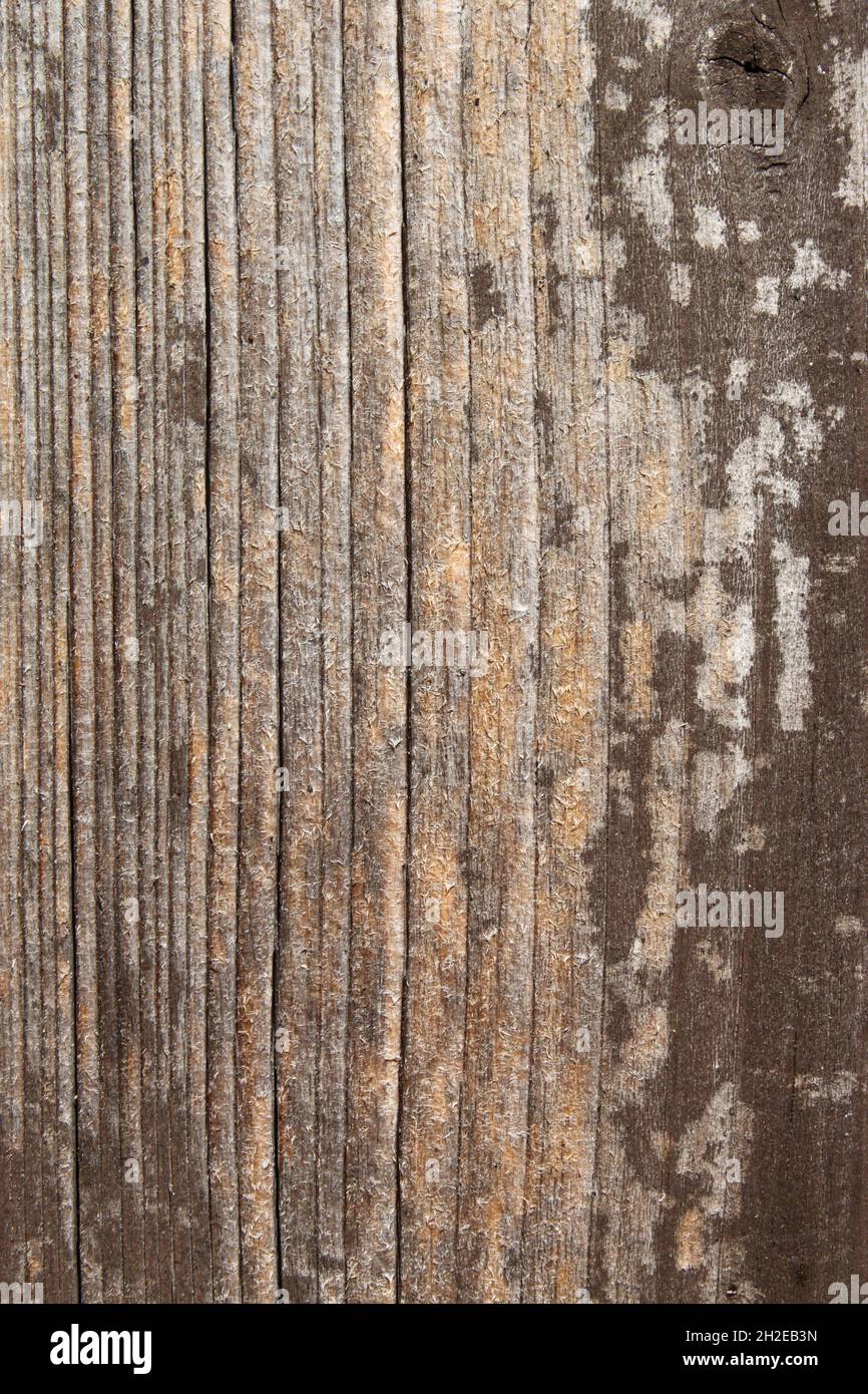 light wood with interesting grain Stock Photo