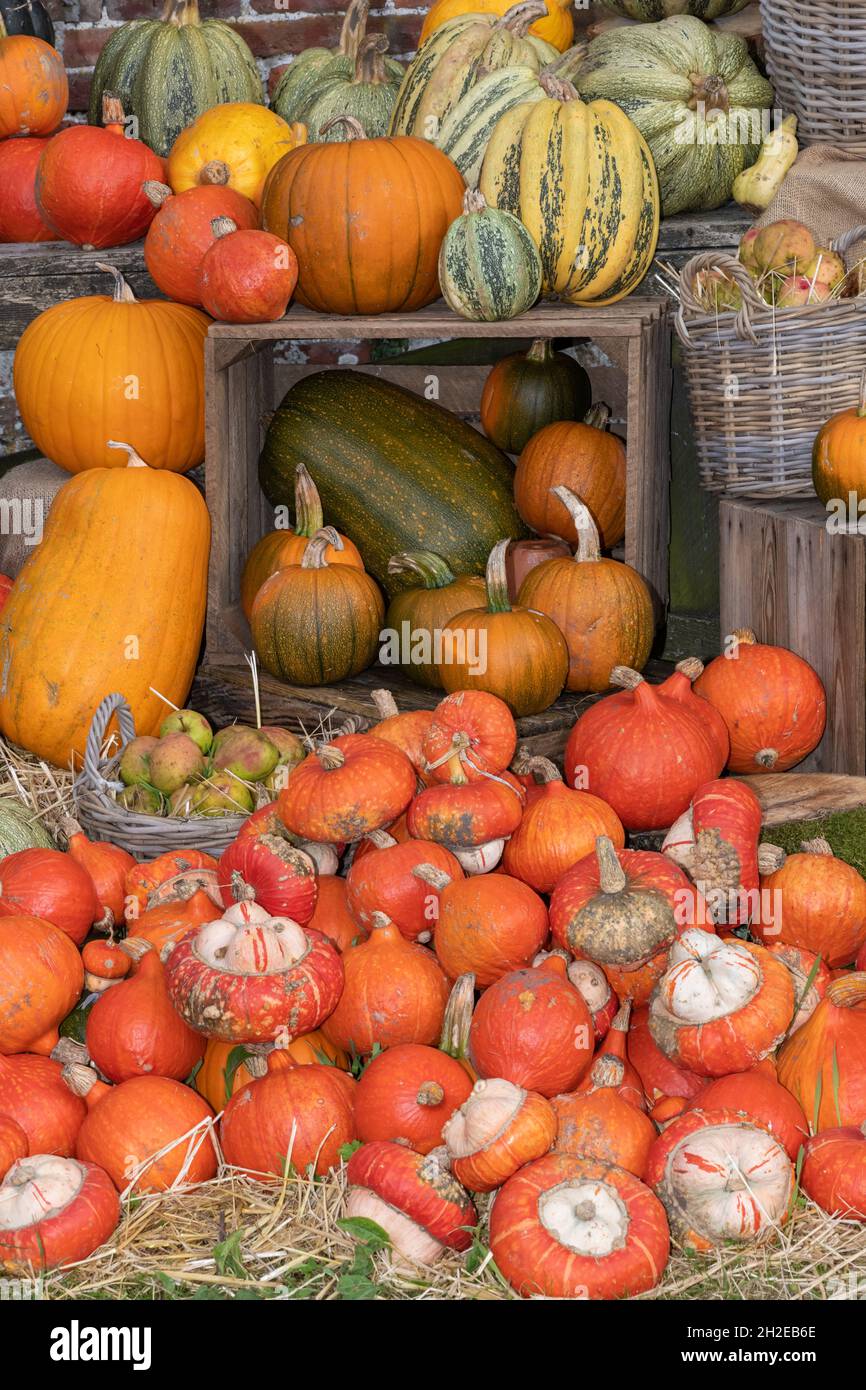 A pile of pumpkins on the ground Stock Photo - Alamy