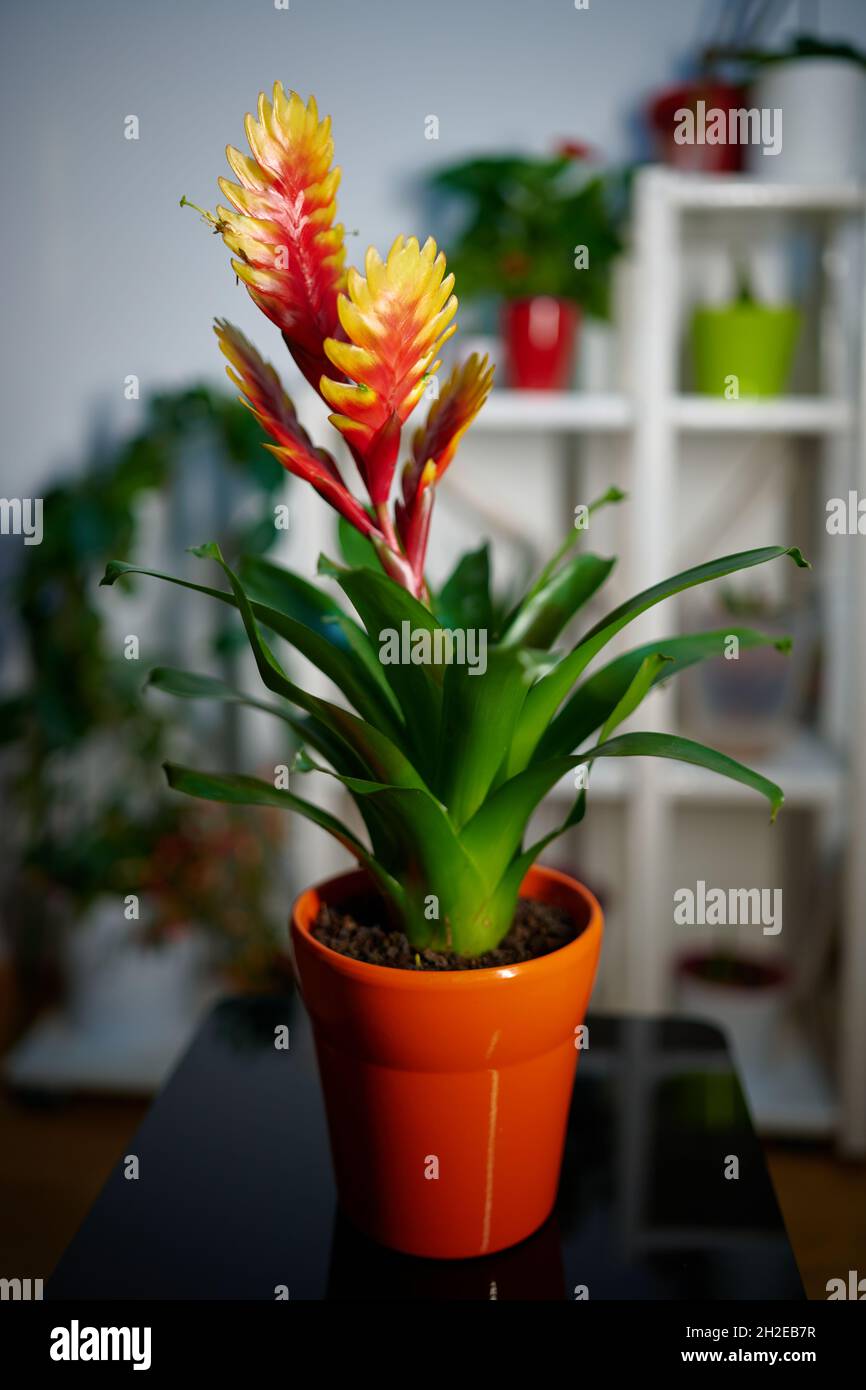 Potted Vriesea Bromelia Standard flower in full bloom standing in front of a flower stand. Cosy indoor shot with blurred flowers in background Stock Photo