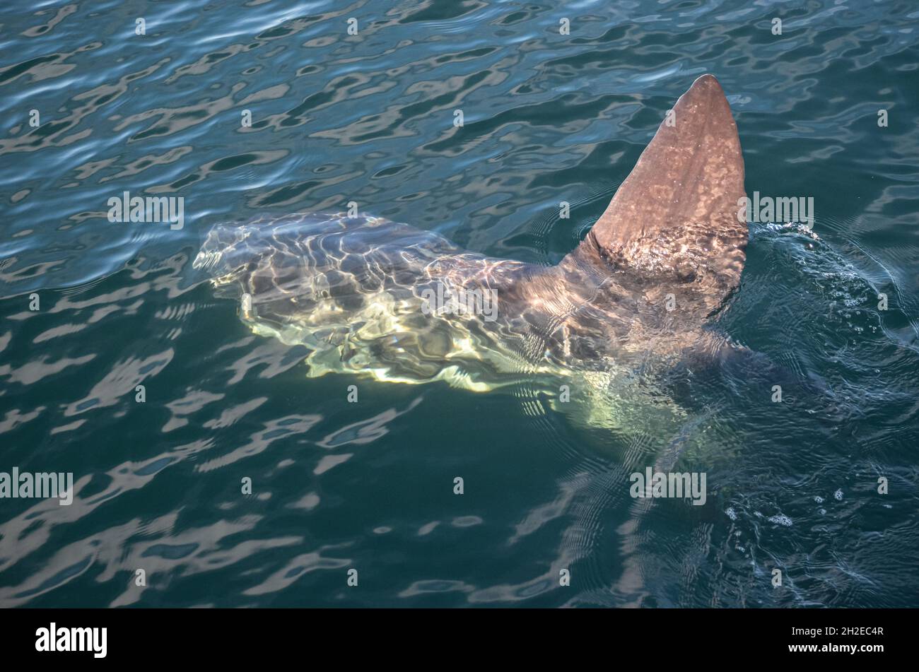 An Ocean Sunfish or Common Mola (Mola mola) as seen from above water with its large dorsal fin out of the water.  Fin is often mistake for a shark. Stock Photo