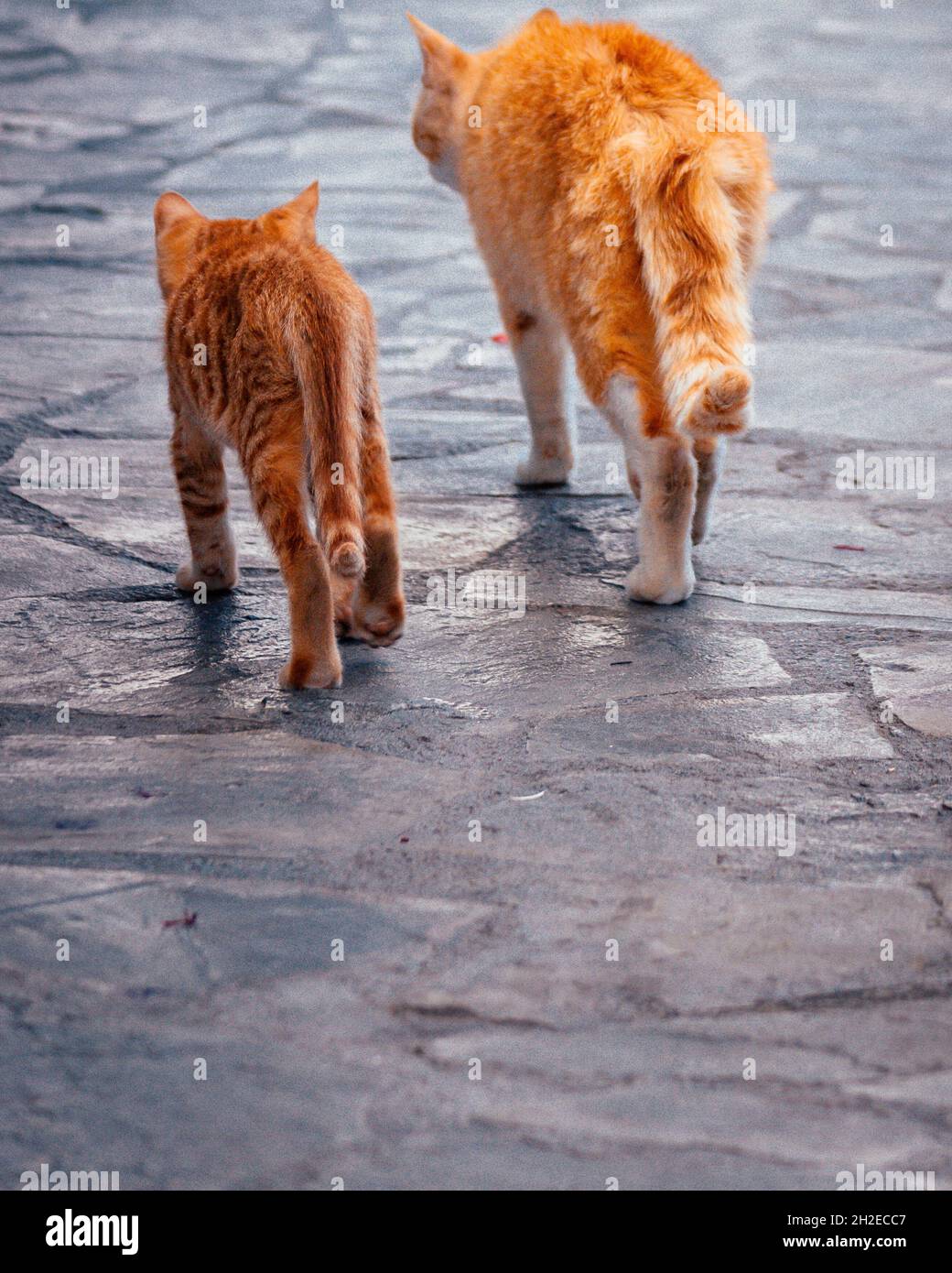 Back view of yellow cats Stock Photo Alamy