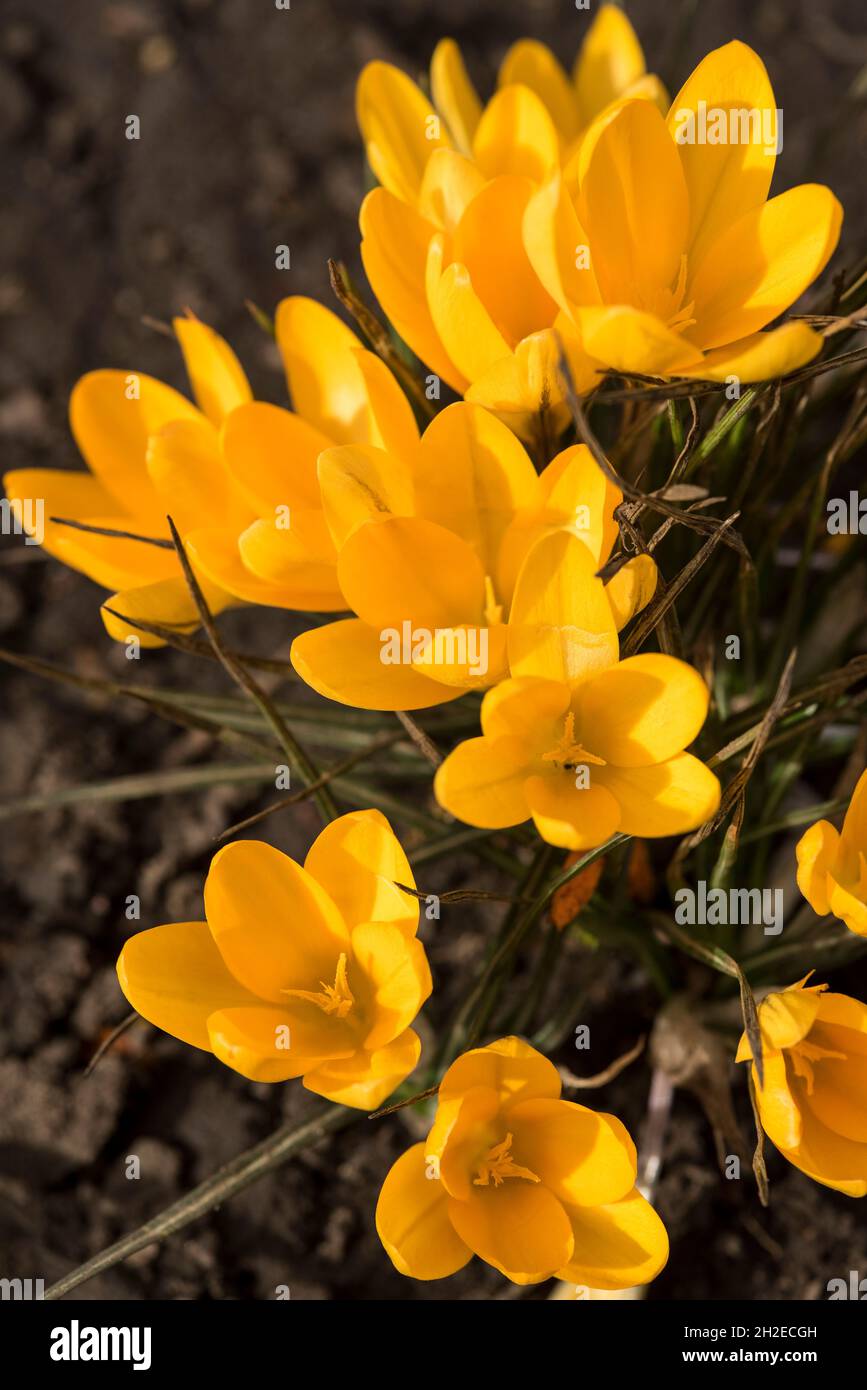 Crocuses herald the arrival of Spring. 90 species. 3 stamens, 1 style as opposed to toxic 'Autumn crocus' ( Colchicum ) with 6 stamens and 3 styles. Stock Photo