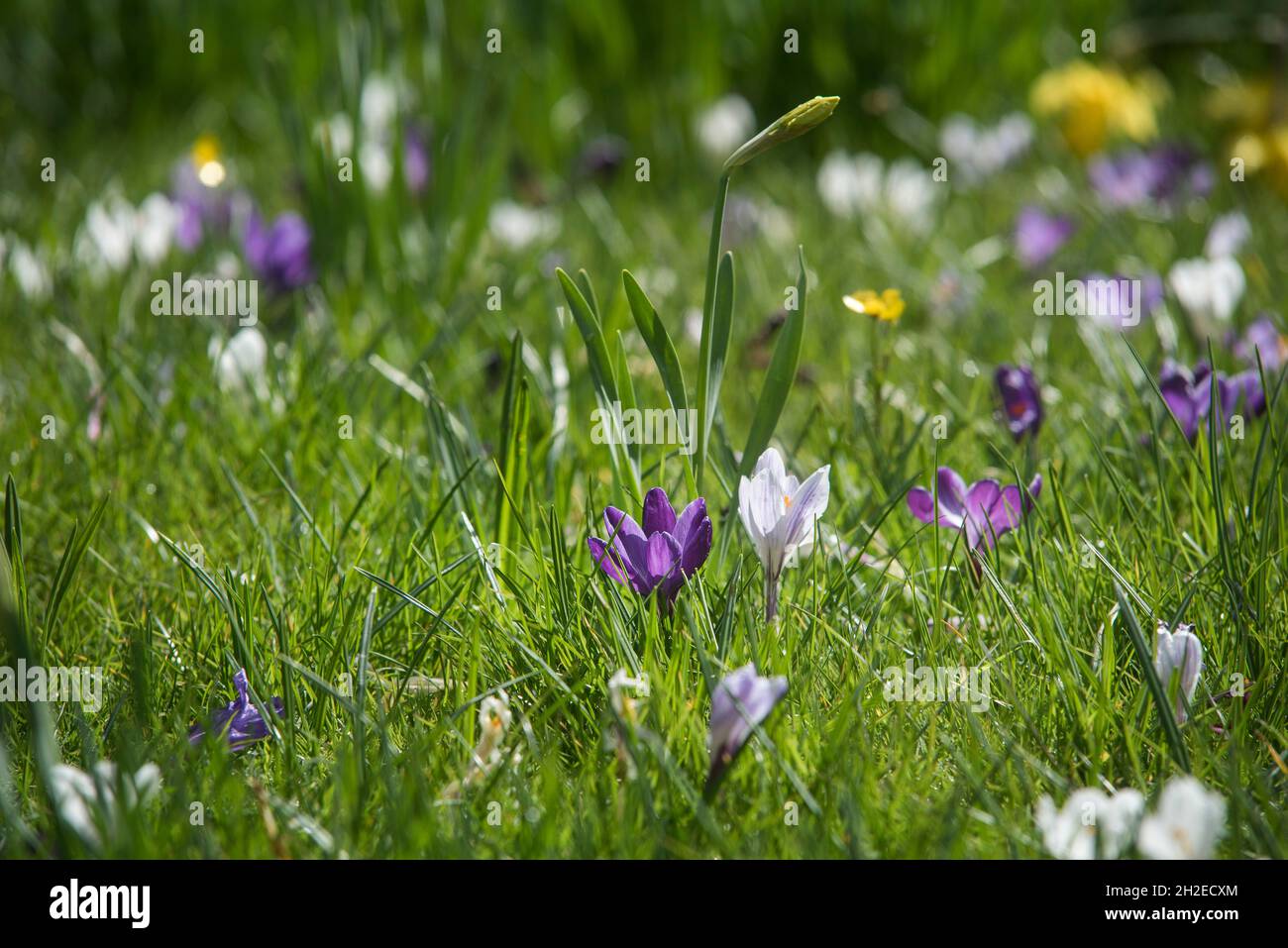 Crocuses herald the arrival of Spring. 90 species. 3 stamens, 1 style as opposed to toxic 'Autumn crocus' ( Colchicum ) with 6 stamens and 3 styles. Stock Photo