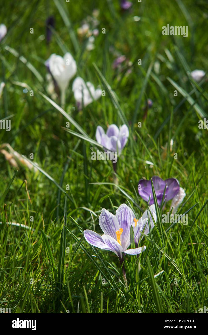 Crocuses herald the arrival of Spring. 90 species. 3 stamens, 1 style as opposed to toxic 'Autumn crocus' ( Colchicum ) with 6 stamens and 3 styles. Stock Photo