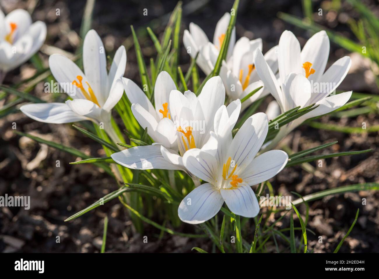 Crocuses herald the arrival of Spring. 90 species. 3 stamens, 1 style as opposed to toxic 'Autumn crocus' ( Colchicum ) with 6 stamens and 3 styles. Stock Photo